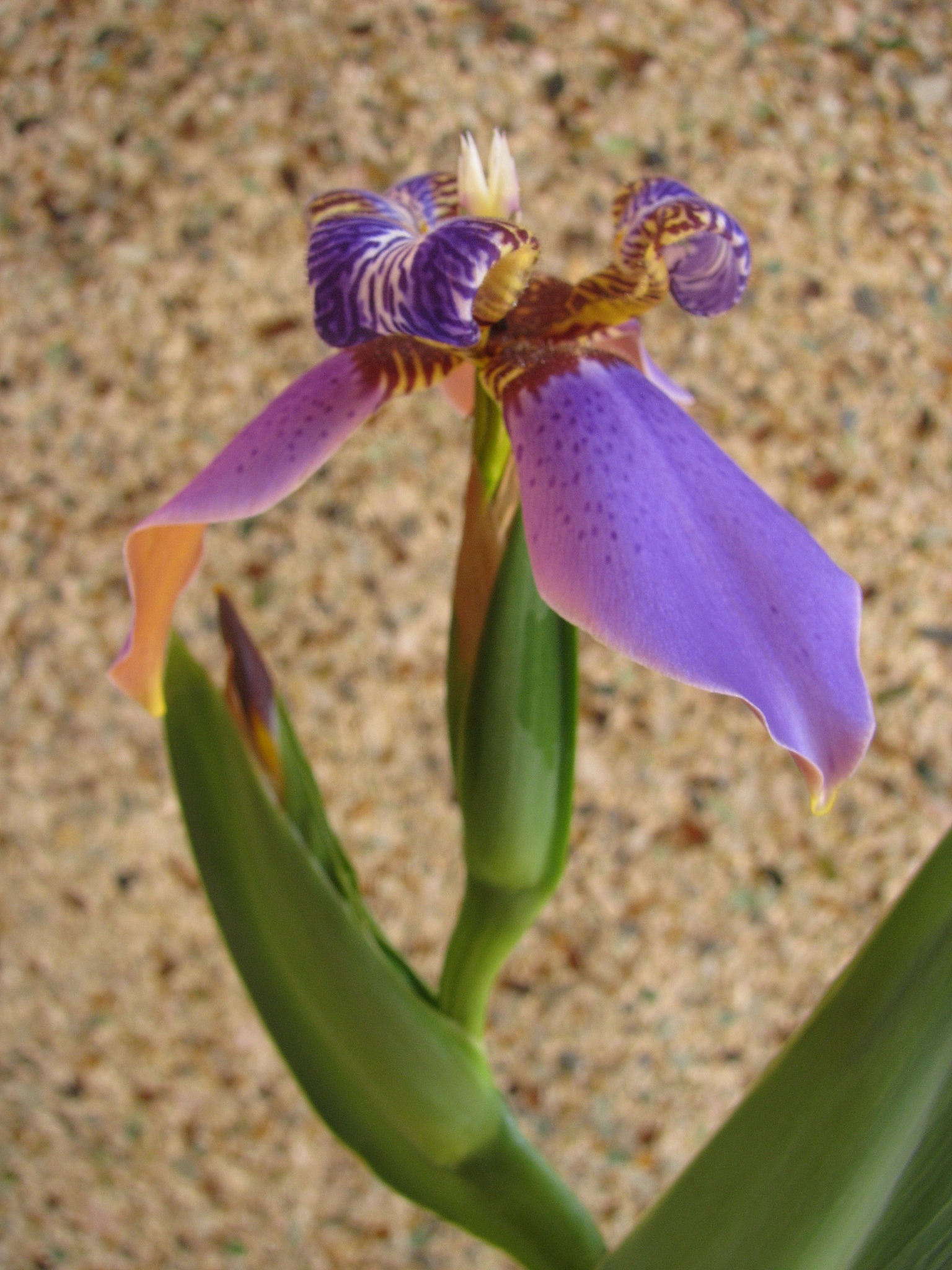 blue walking iris  / neomarica caerulea regina