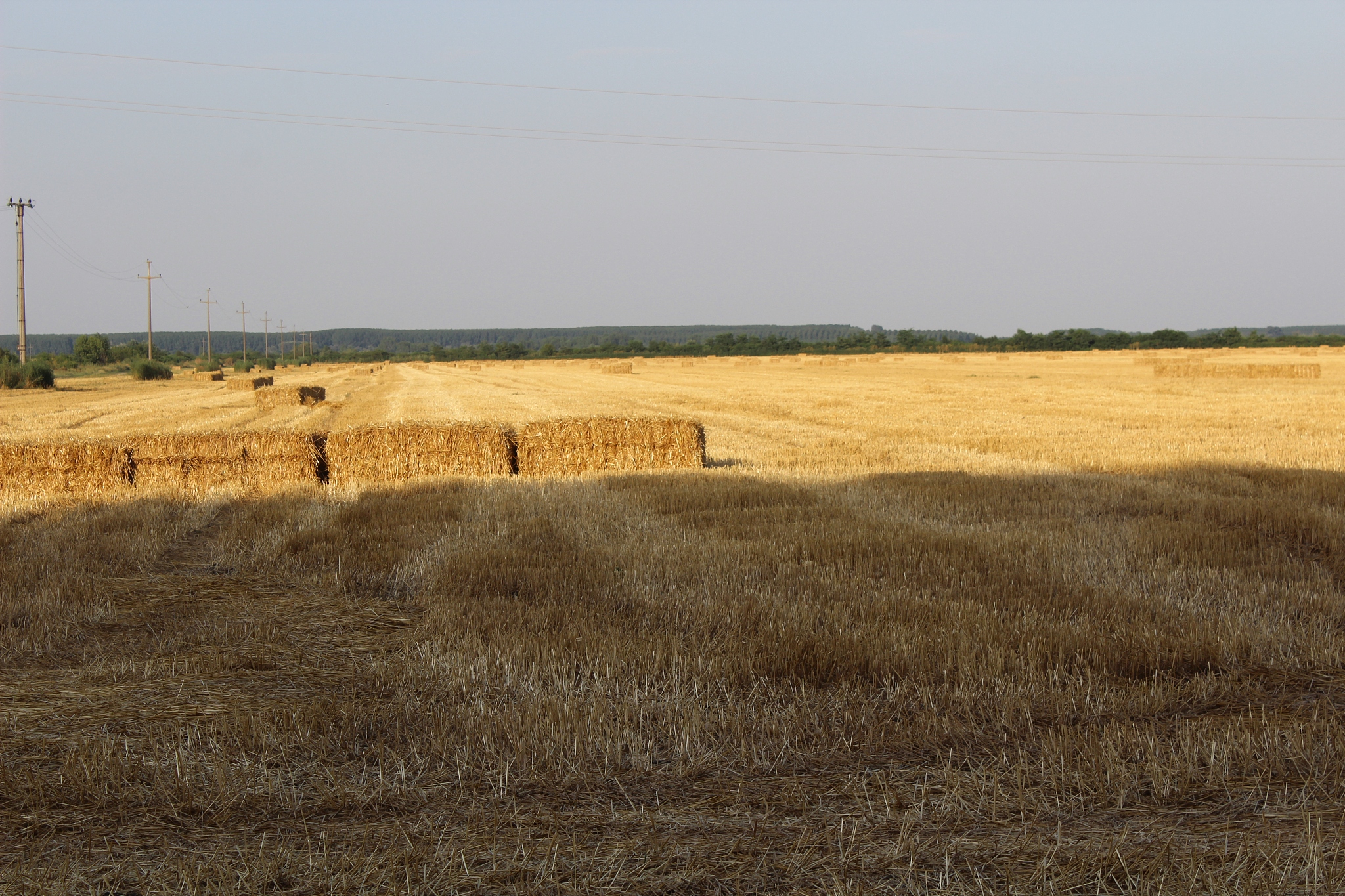 field