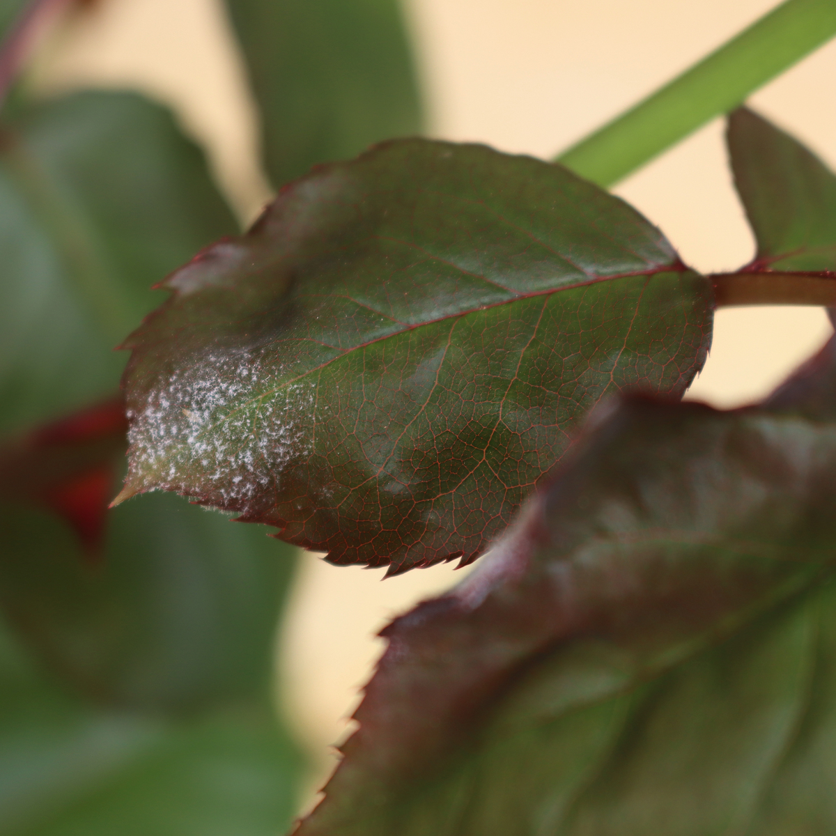 苹果树开花枯叶得什么病了 用什么农药帮我用180字详细描述