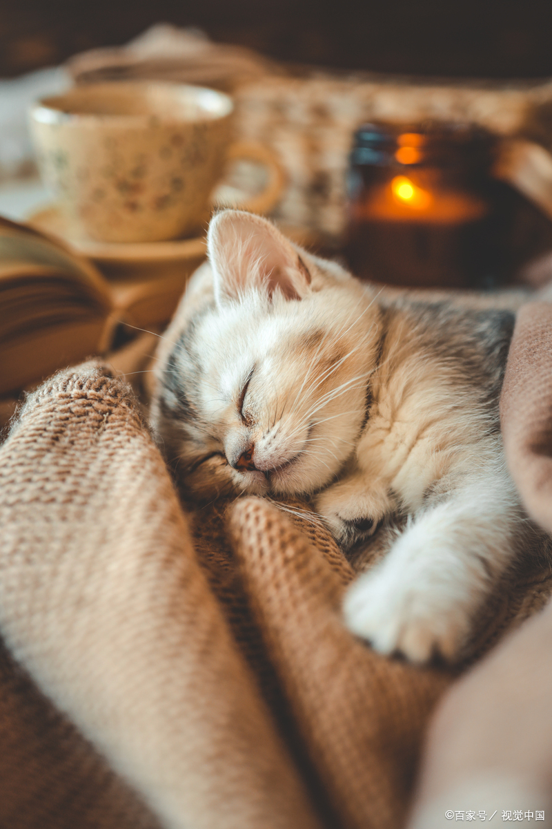 小猫爱睡觉正常吗