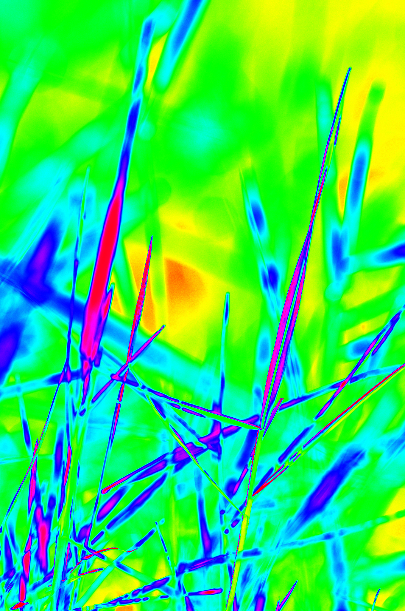 利用Plant Eye F500点云数据进行番茄冠层骨架提取与茎叶分割