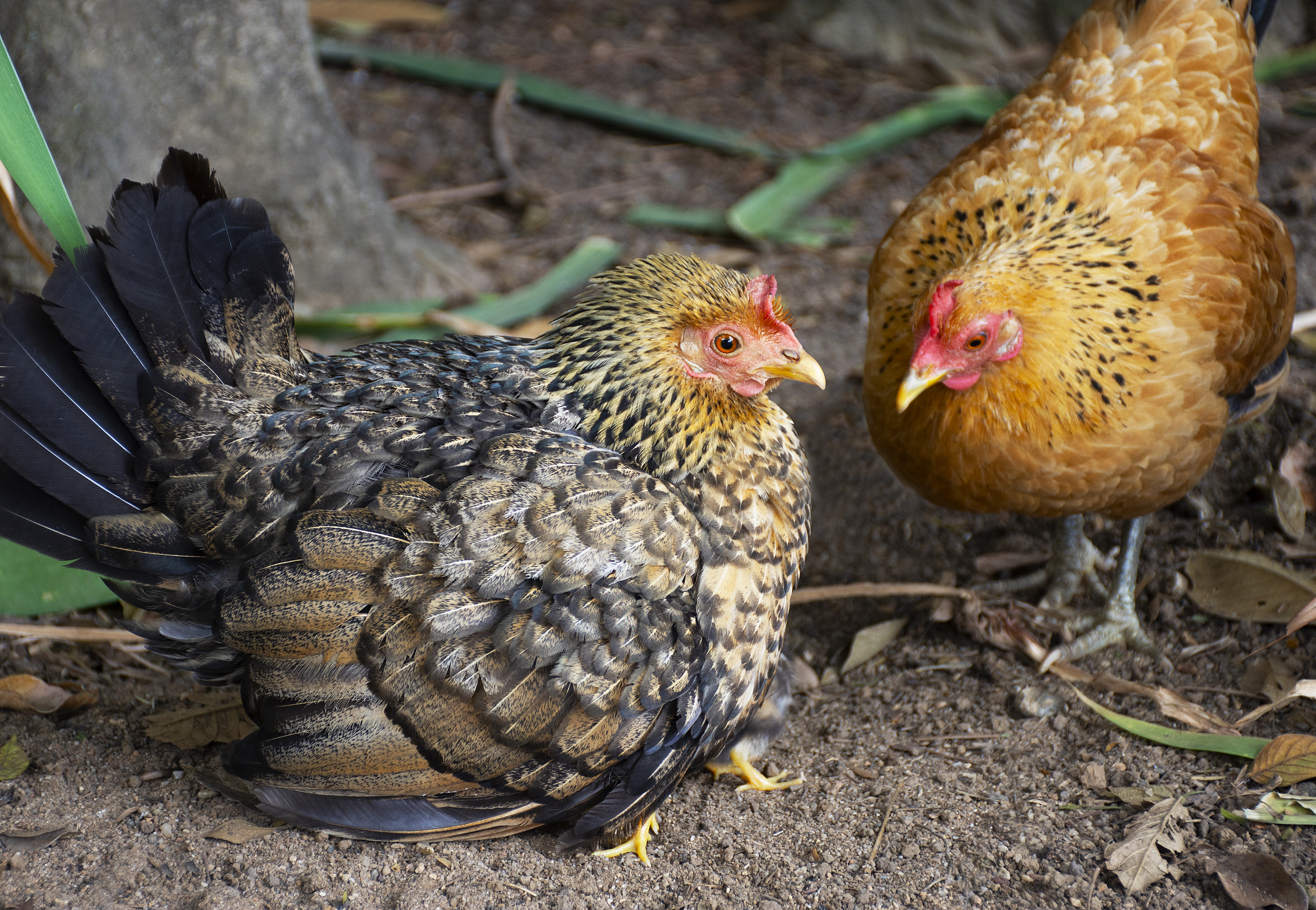 chicken