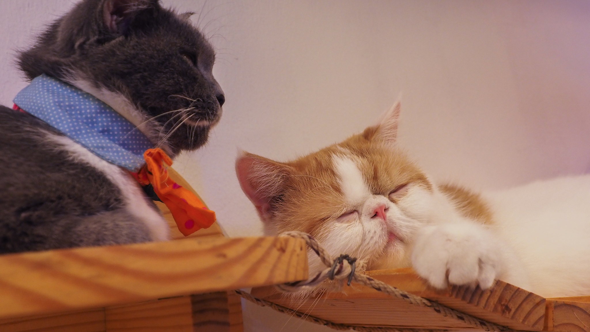 爆火短视频标题大揭秘：萌宠、极限运动、惊险挑战！