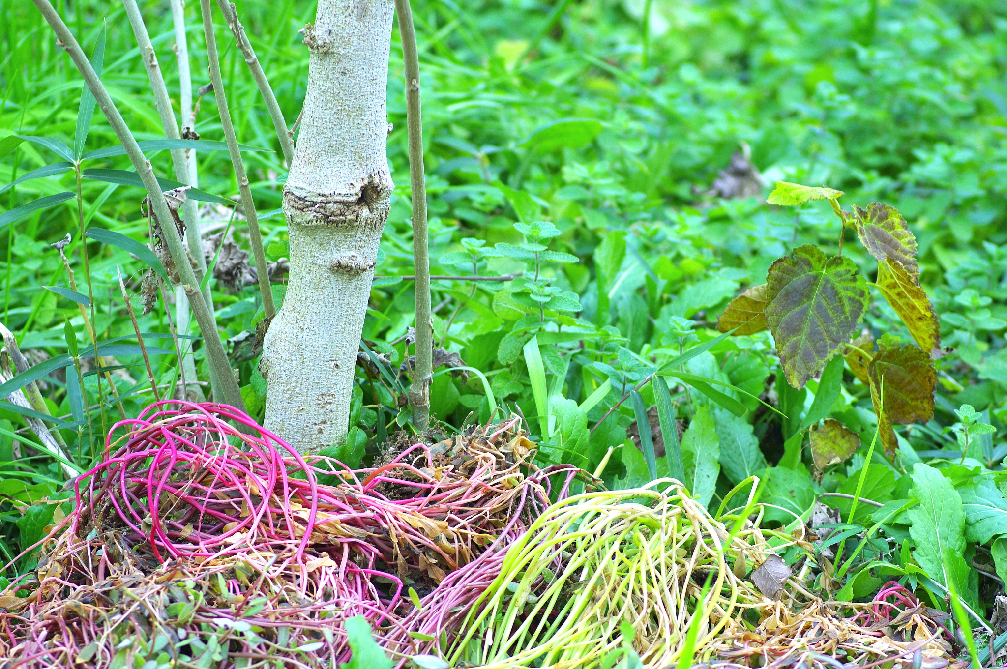 colorful climbing plant in wilderness.