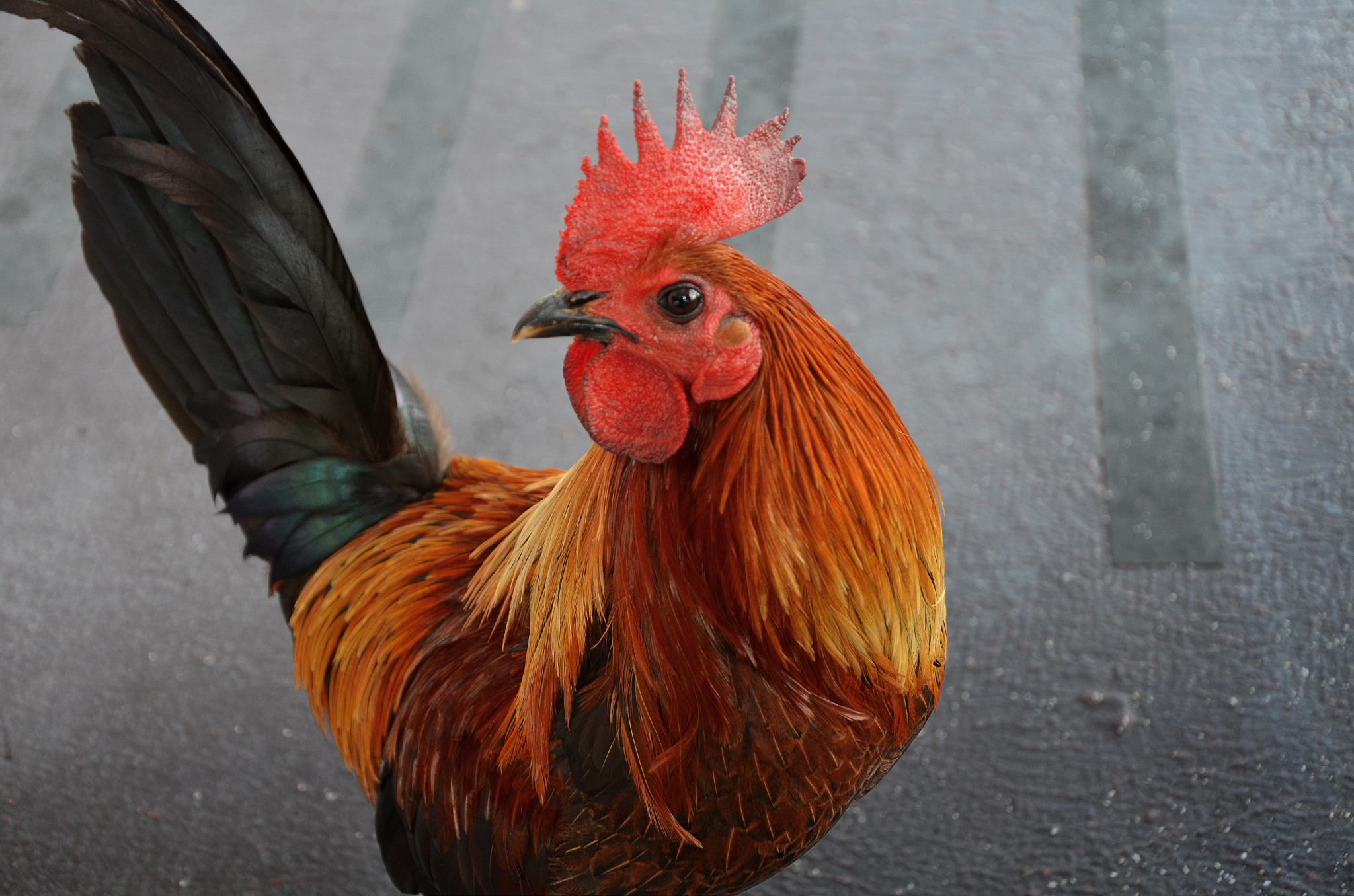 street chicken