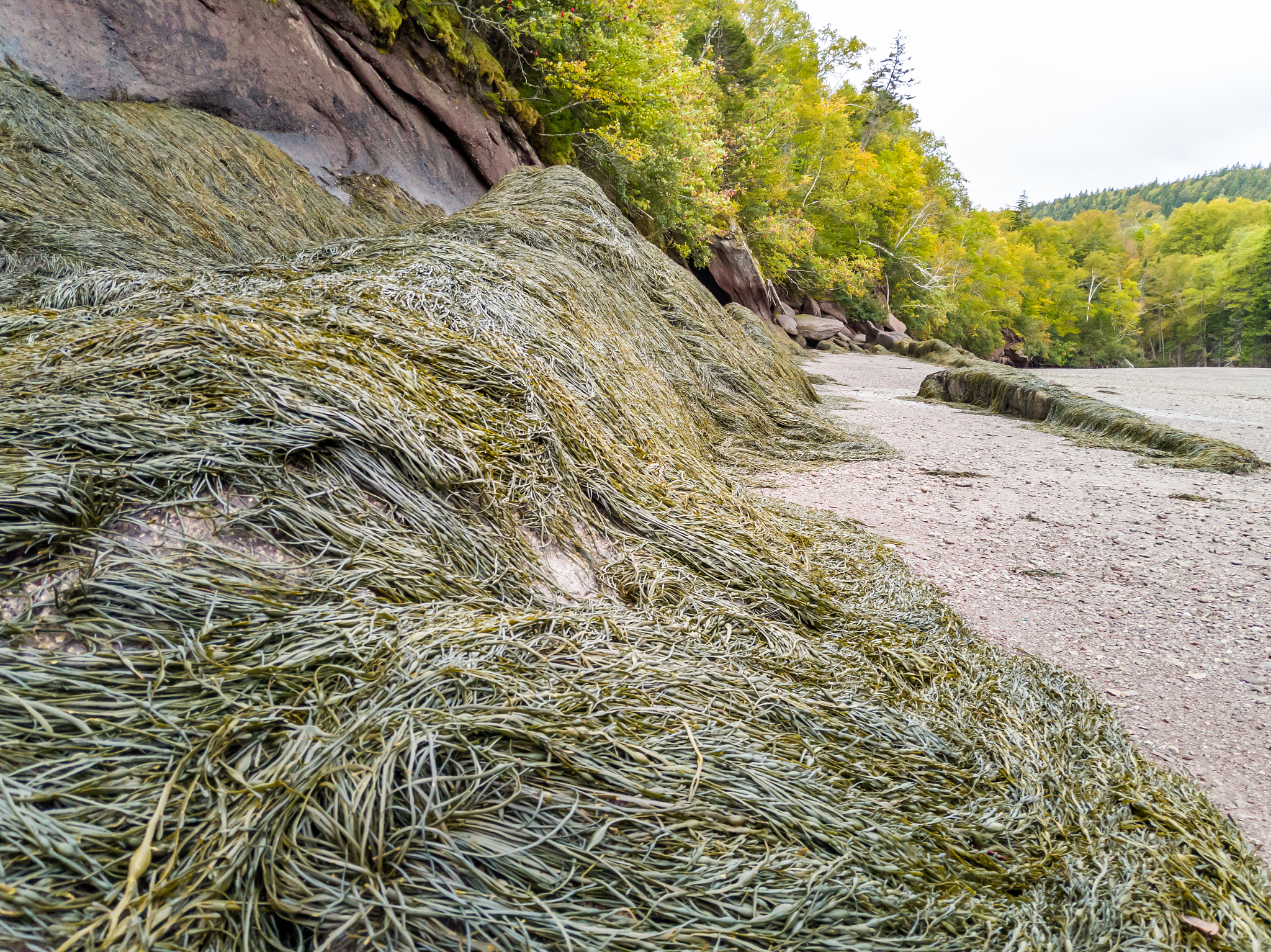 seaweed revealsed at low tide at wolfe point in new brunswick, c