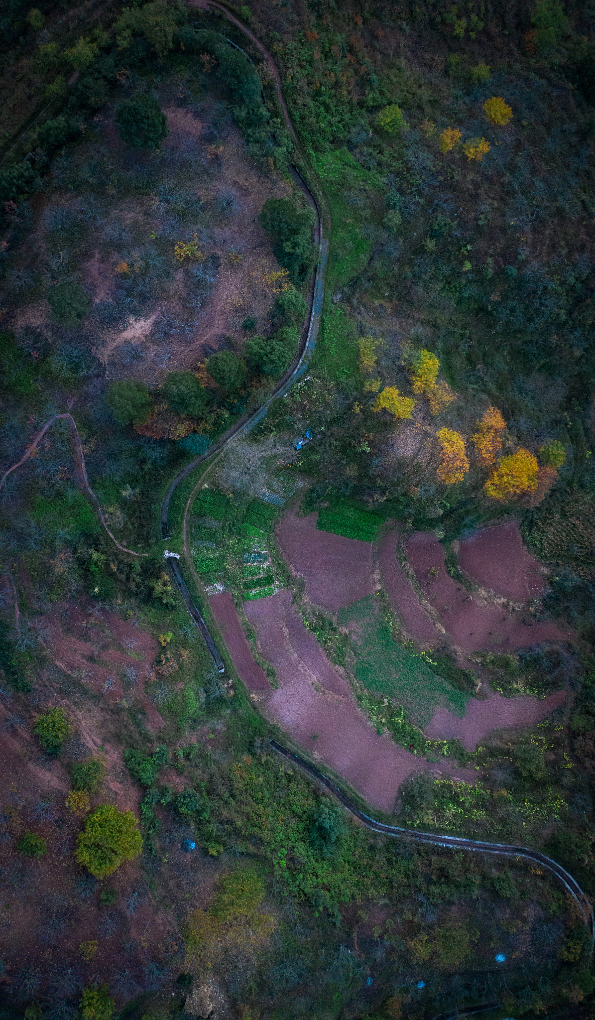 蒹葭的原文是什么