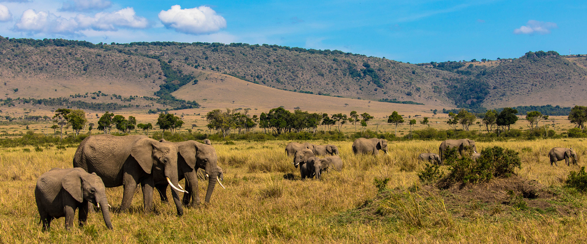 elephant herd moving on open prairie, mountains in  background