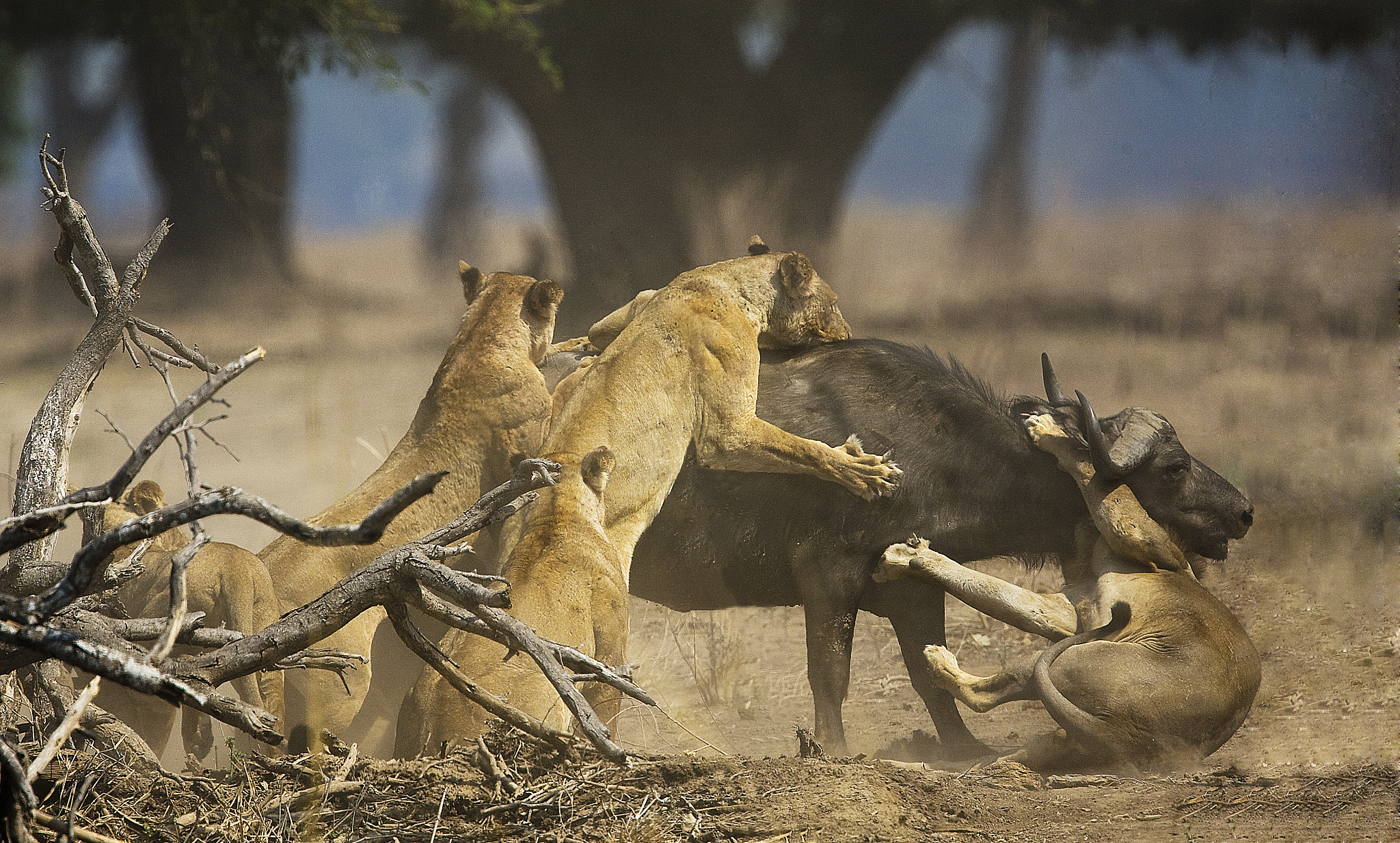 lion hunting buffalo