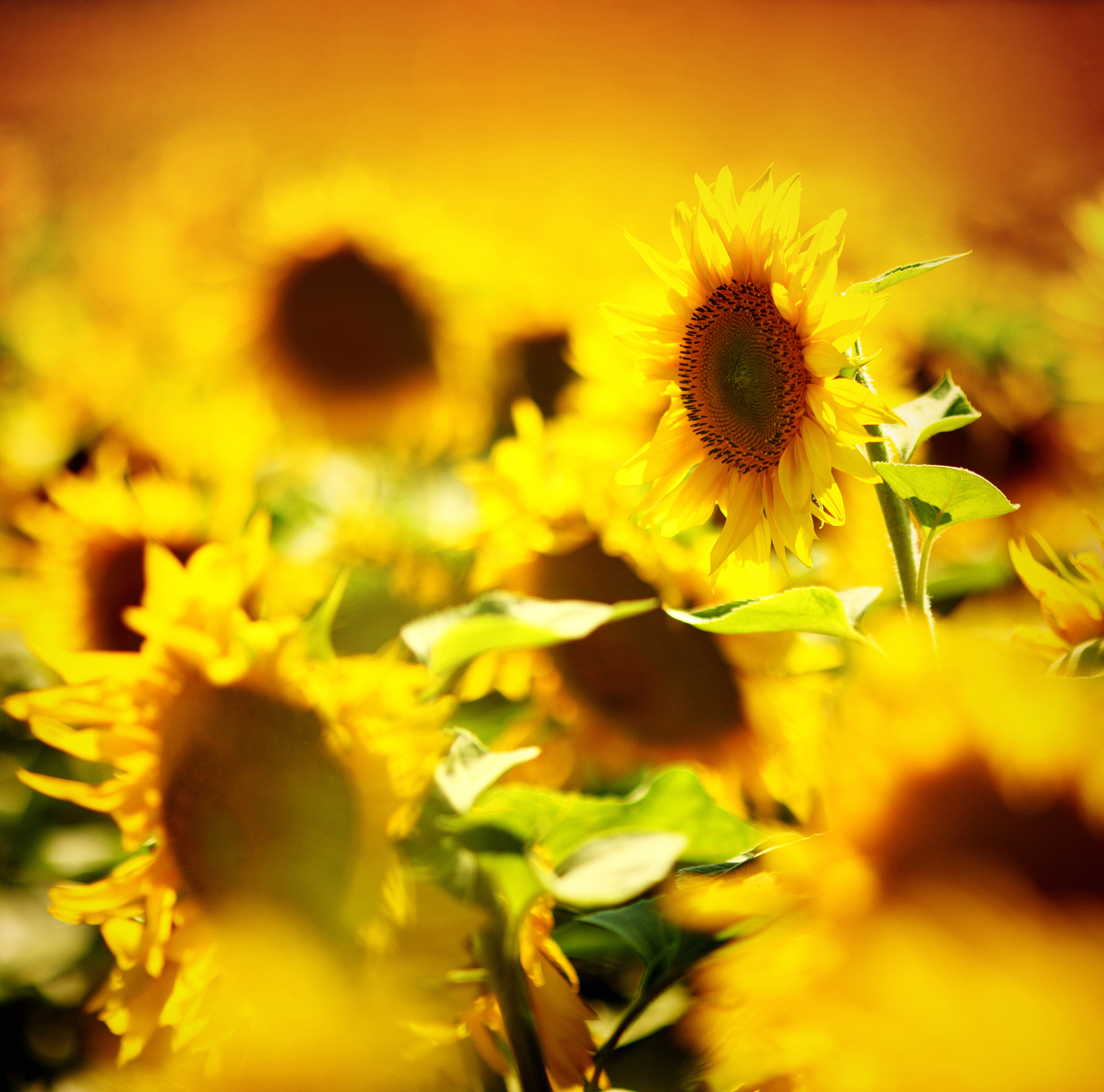 写一段早安的唯美句子