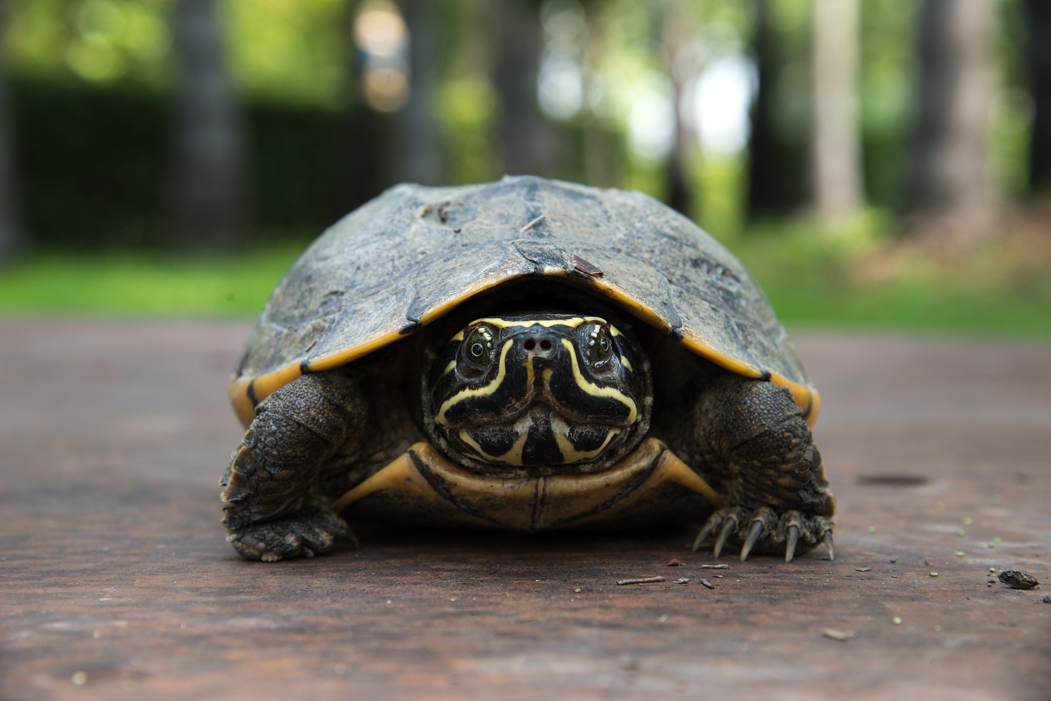 turtles on land