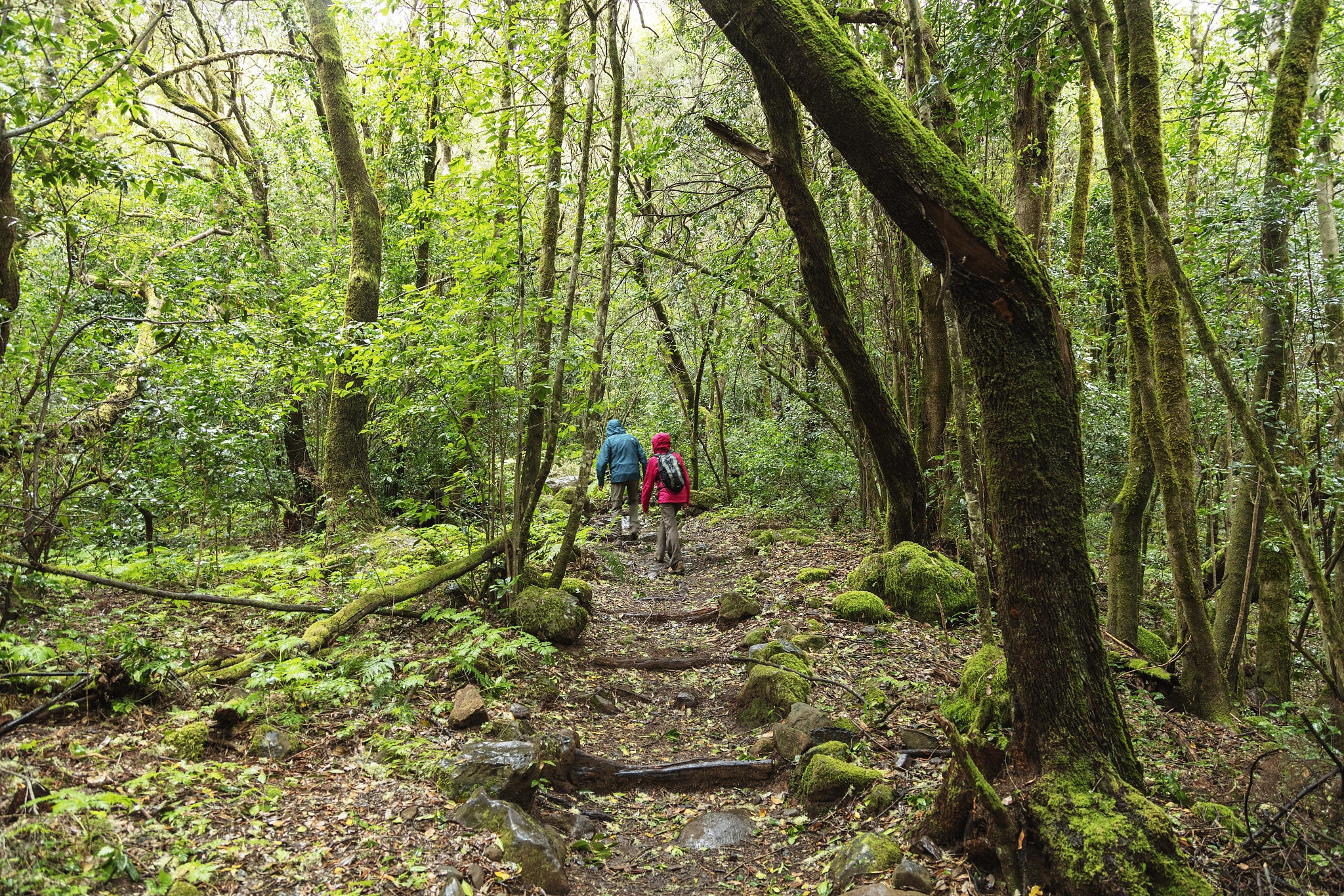 rainforest in garajonay national park, unesco world heritage sit