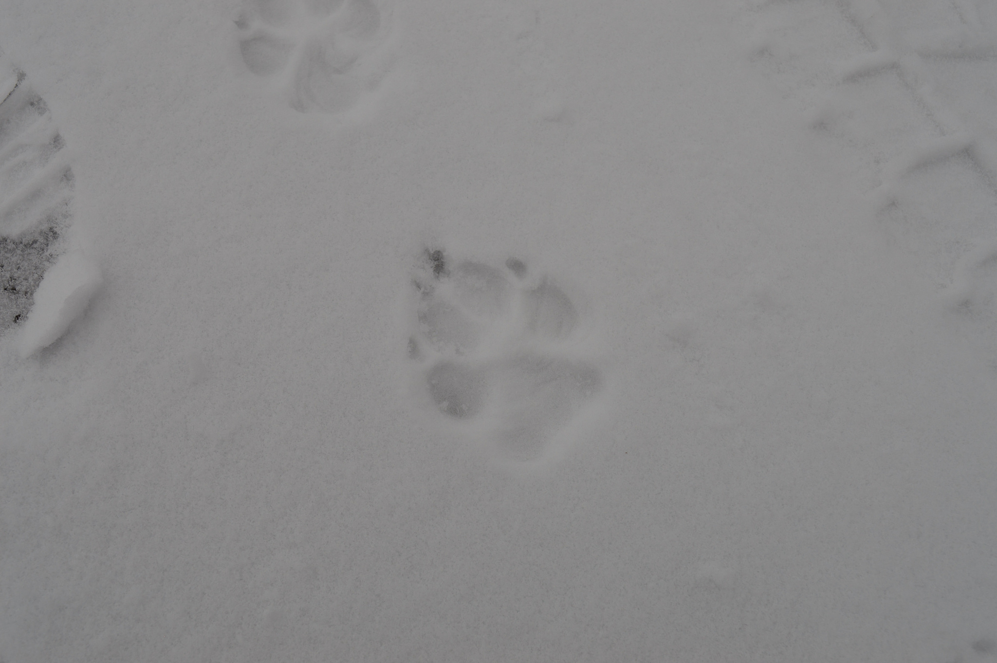 狗狗血小板低怎么办？快速提高血小板方法及药物介绍