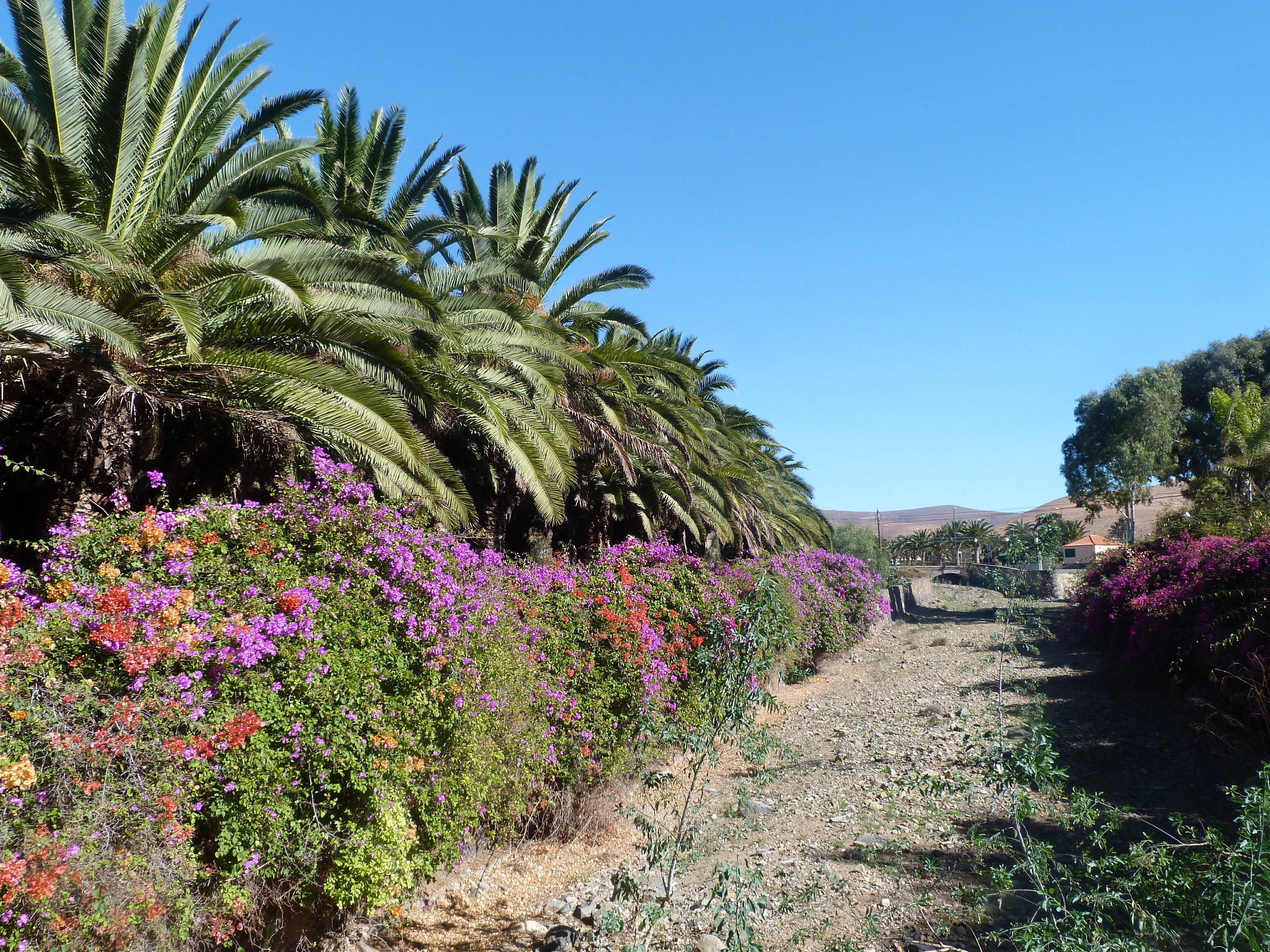3 Jenis Utama Flora dan Fauna di Indonesia: Daratan, Laut, dan Air Tawar
