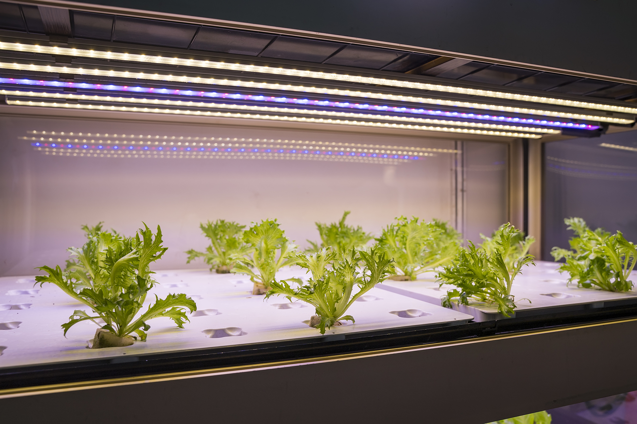 植物生长灯设计说明：光谱、强度、均匀度及更多