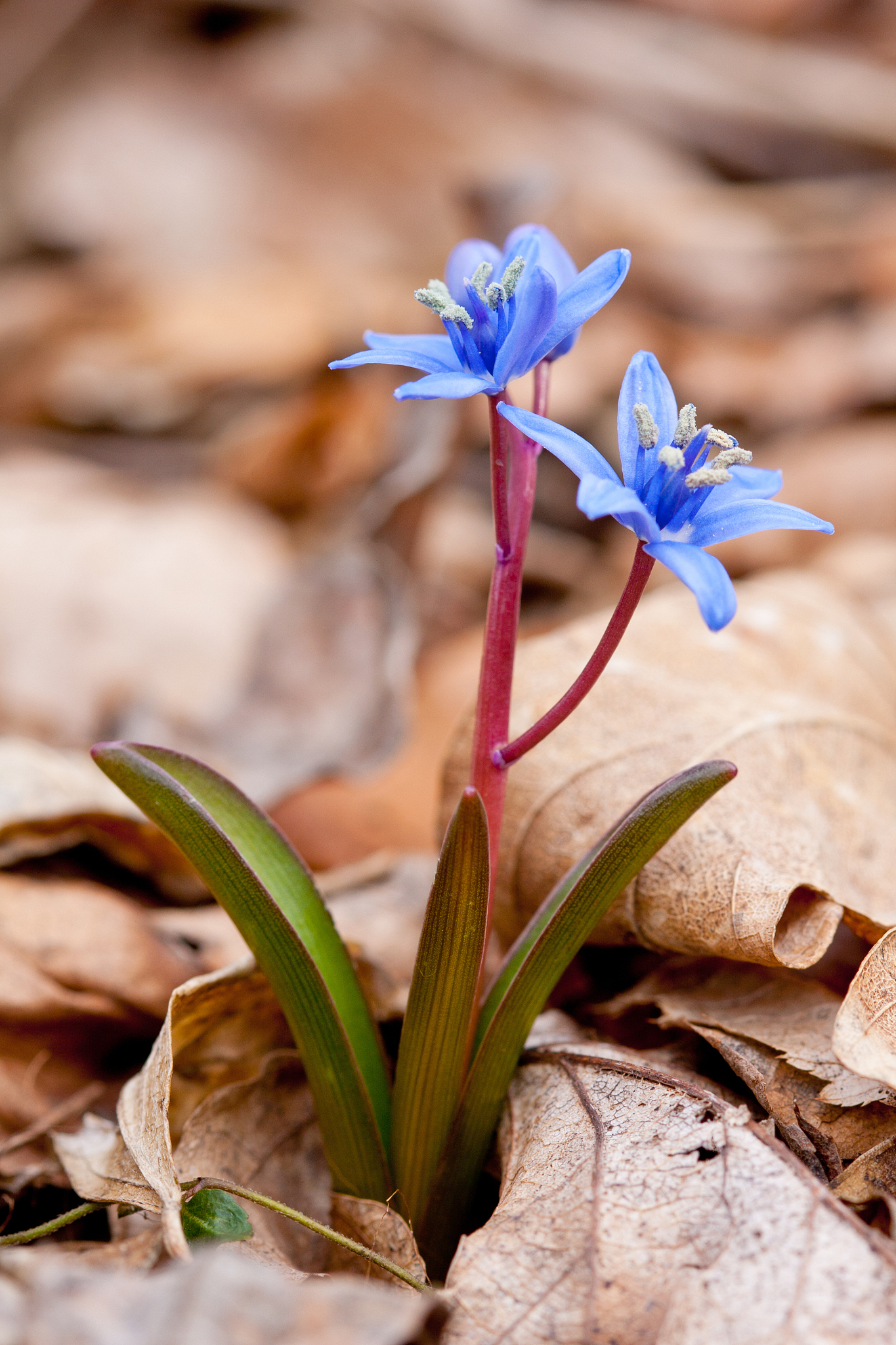 squill flowers