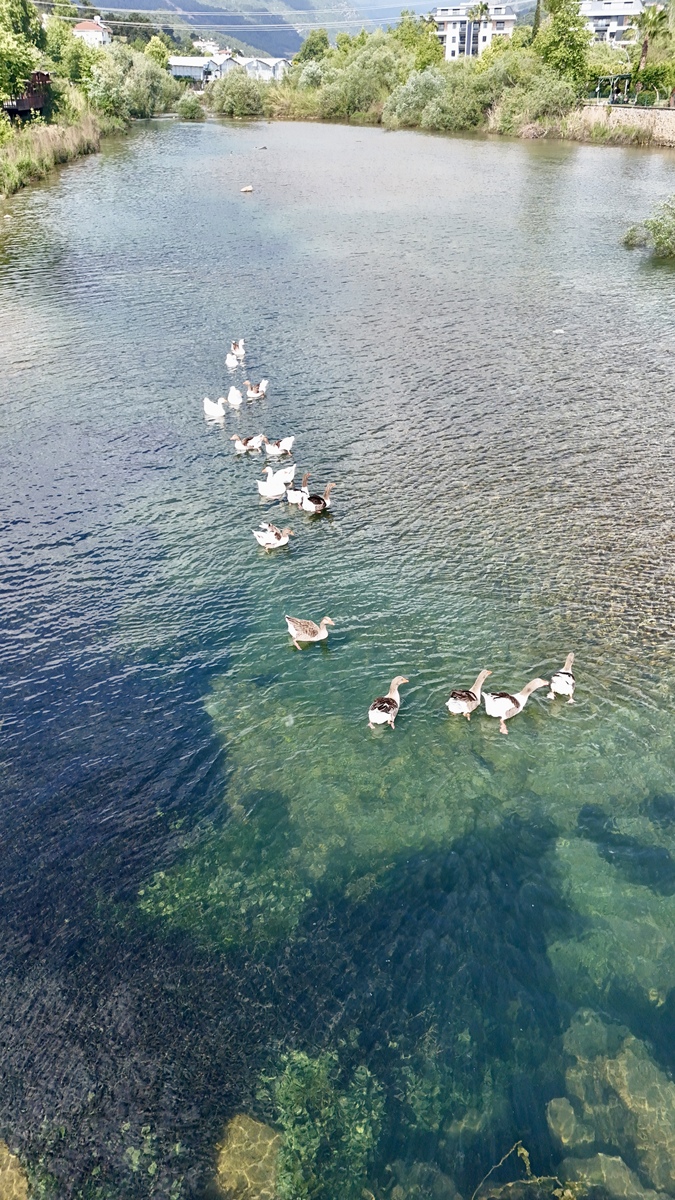 楠溪江水质适合养鸭吗？永嘉县水域养殖环境分析