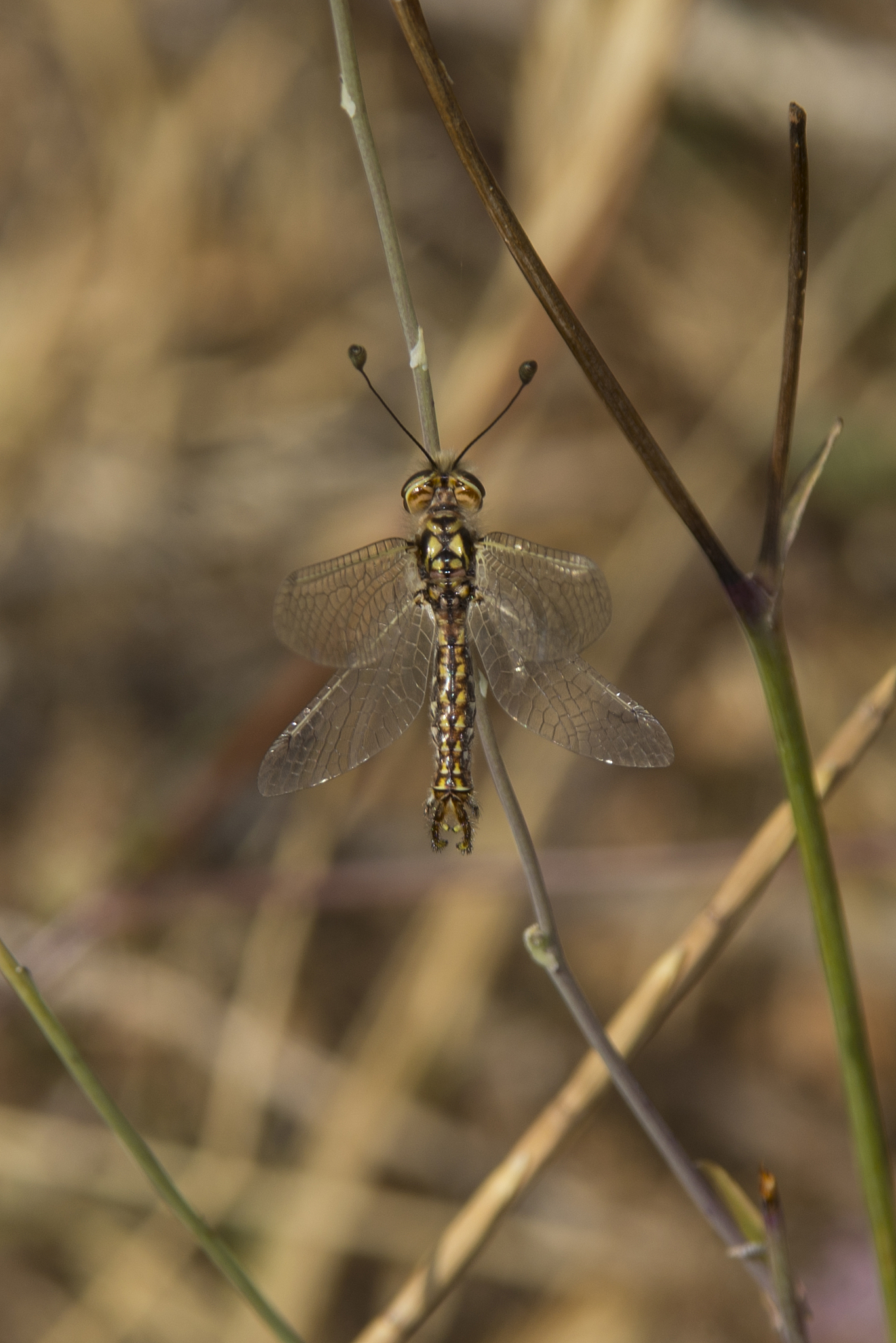 接口数据 以时间筛选分页 用户id 平台id 这个接口名如何定义 不会了