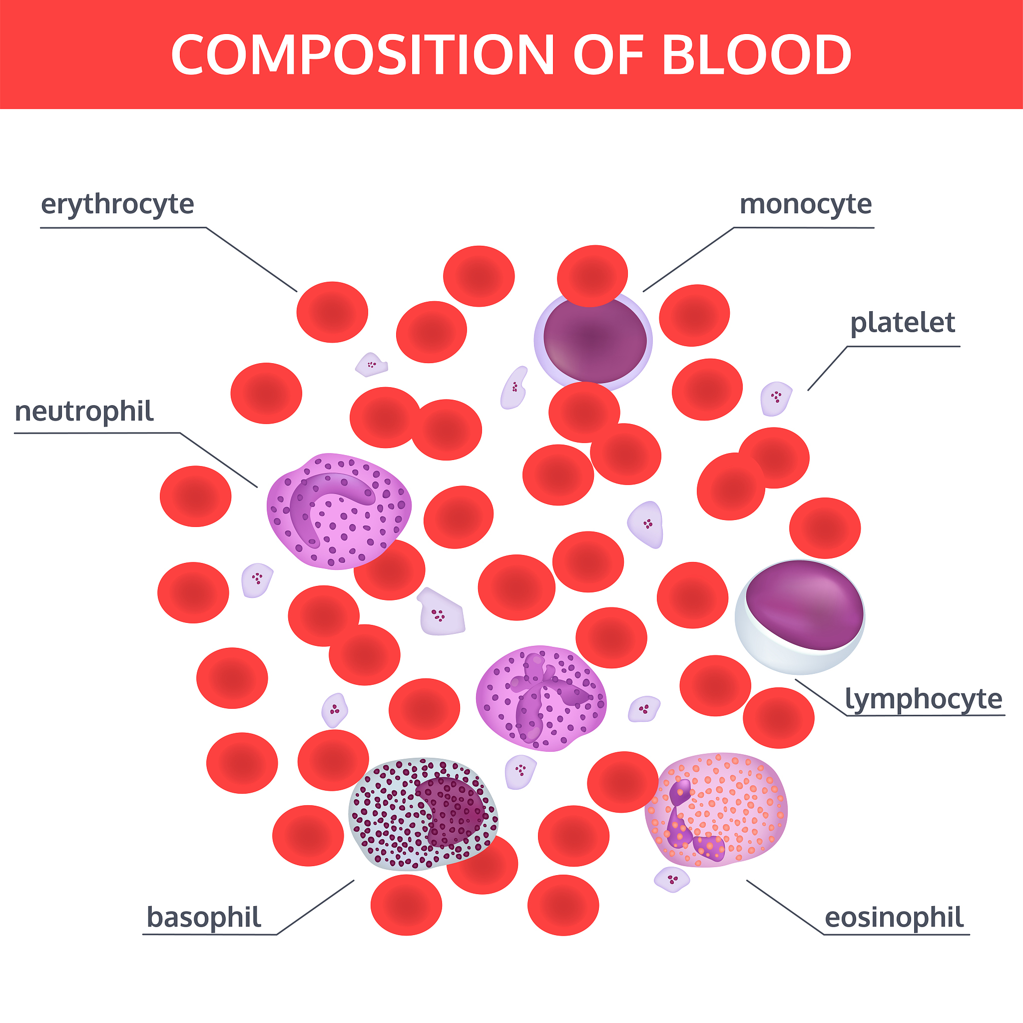 Microscope Basics: Image Formation, Magnification, Specimen Preparation, and Staining