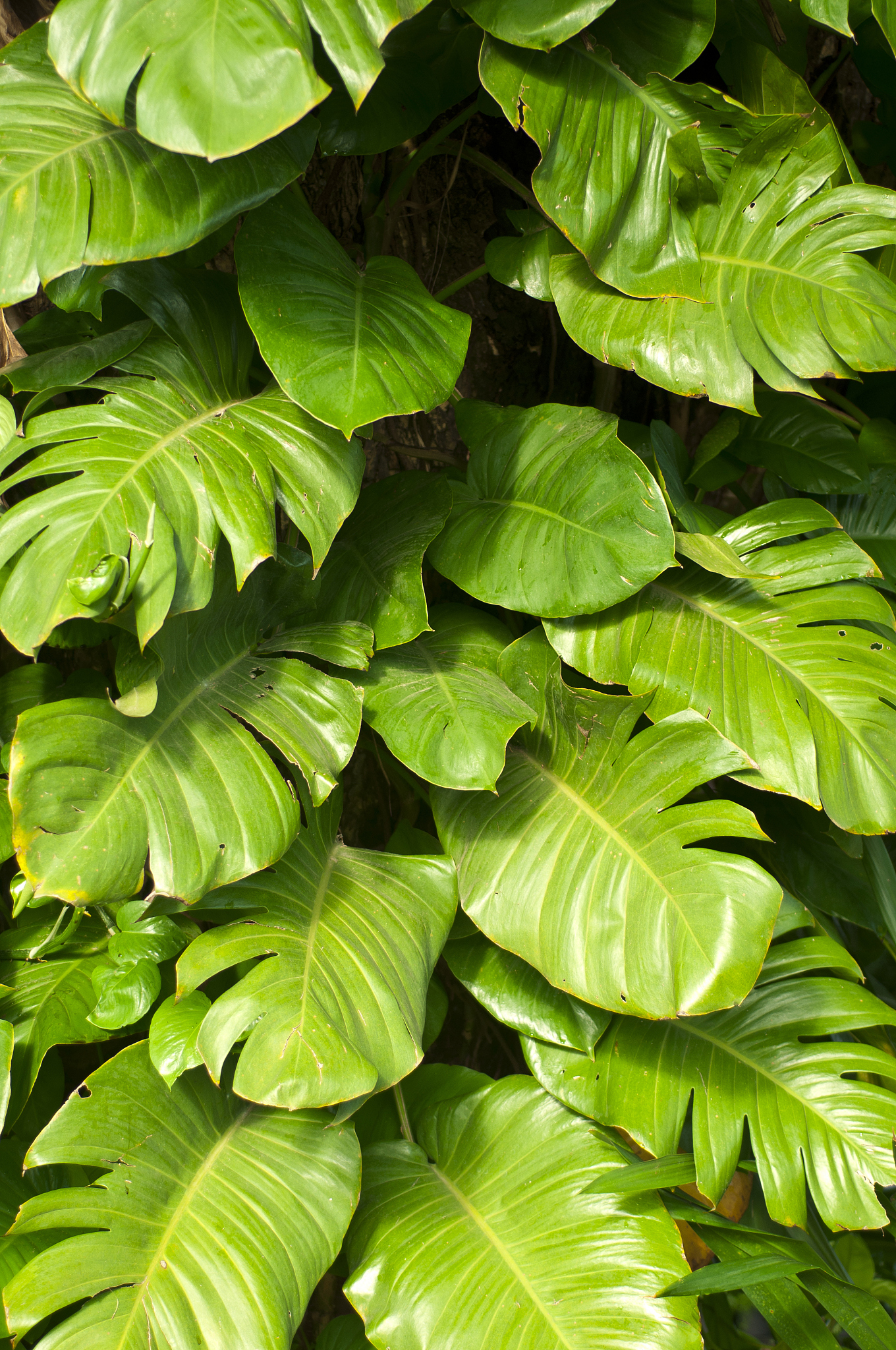 big leaves