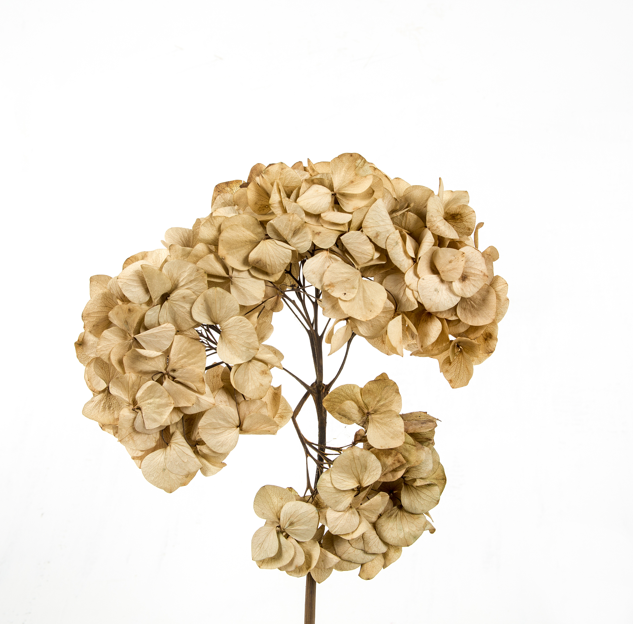 广西生态工程职业技术学院中药生产与加工专业学什么？课程设置详解