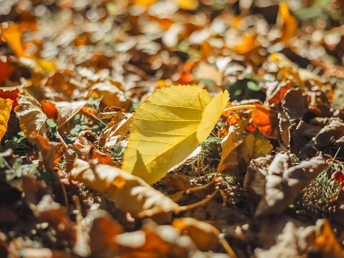 秋日私语：诗词中的金色浪漫与收获