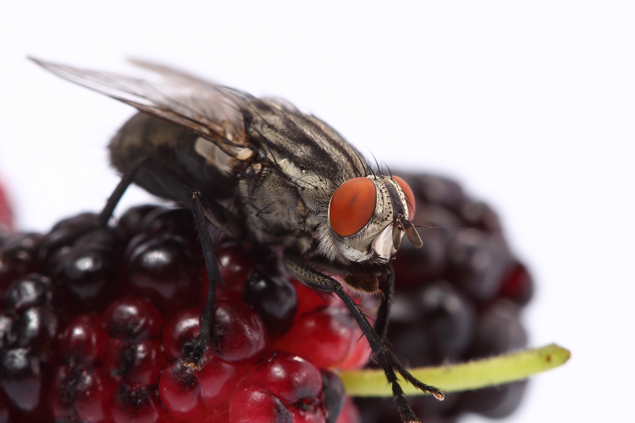 fly