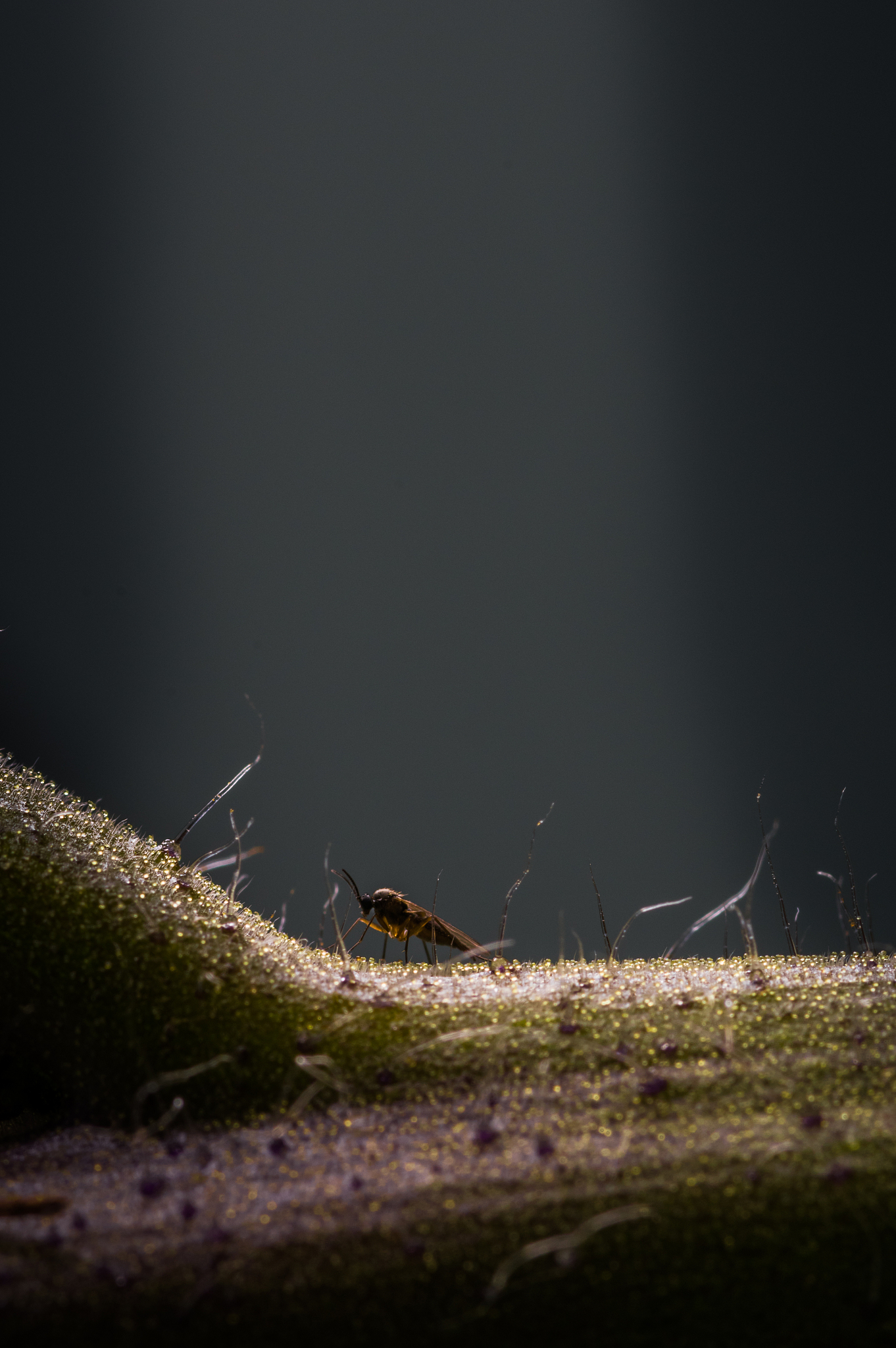 为什么蚊子在傍晚和晚上出来？