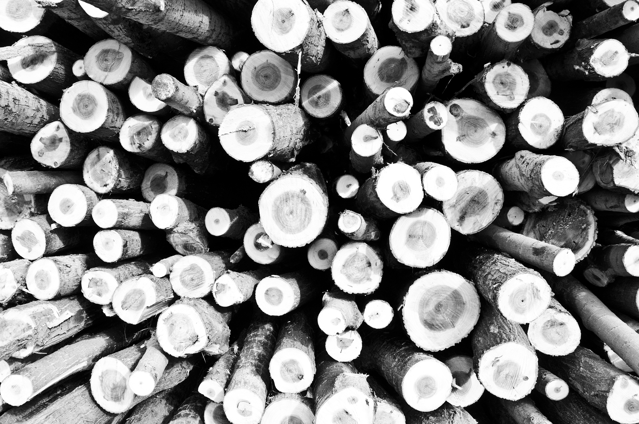 森林碳储量计算：以45万立方米森林为例