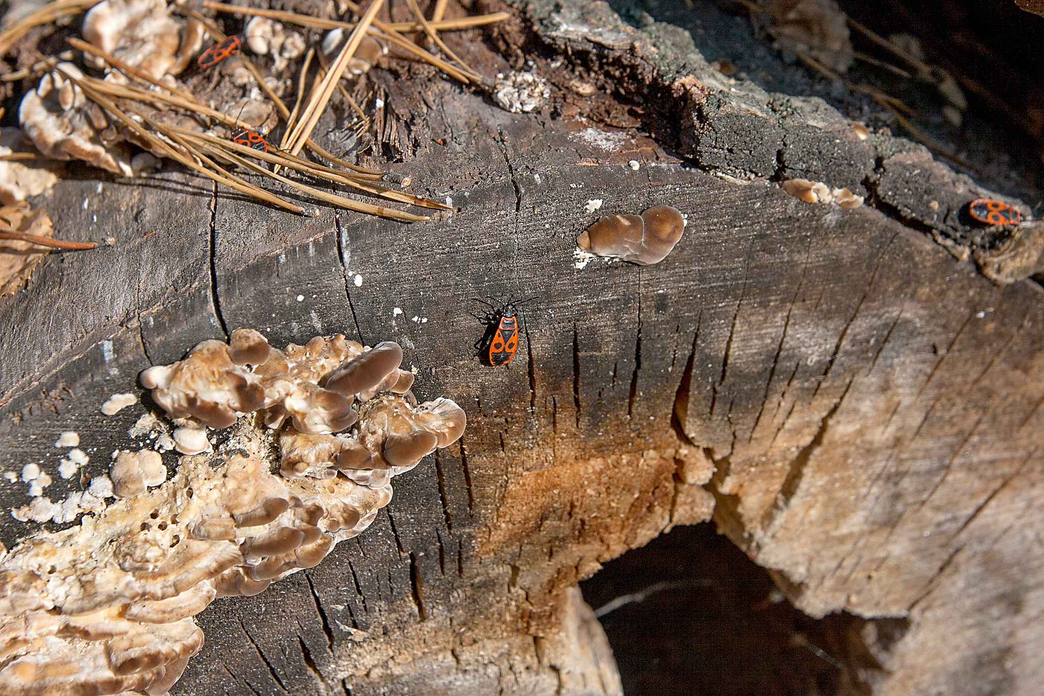 black and red firebug or pyrrhocoris apterus, on old tree