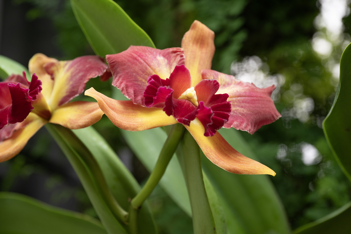 玉林市国兰、杂交兰、石触兰种植概况