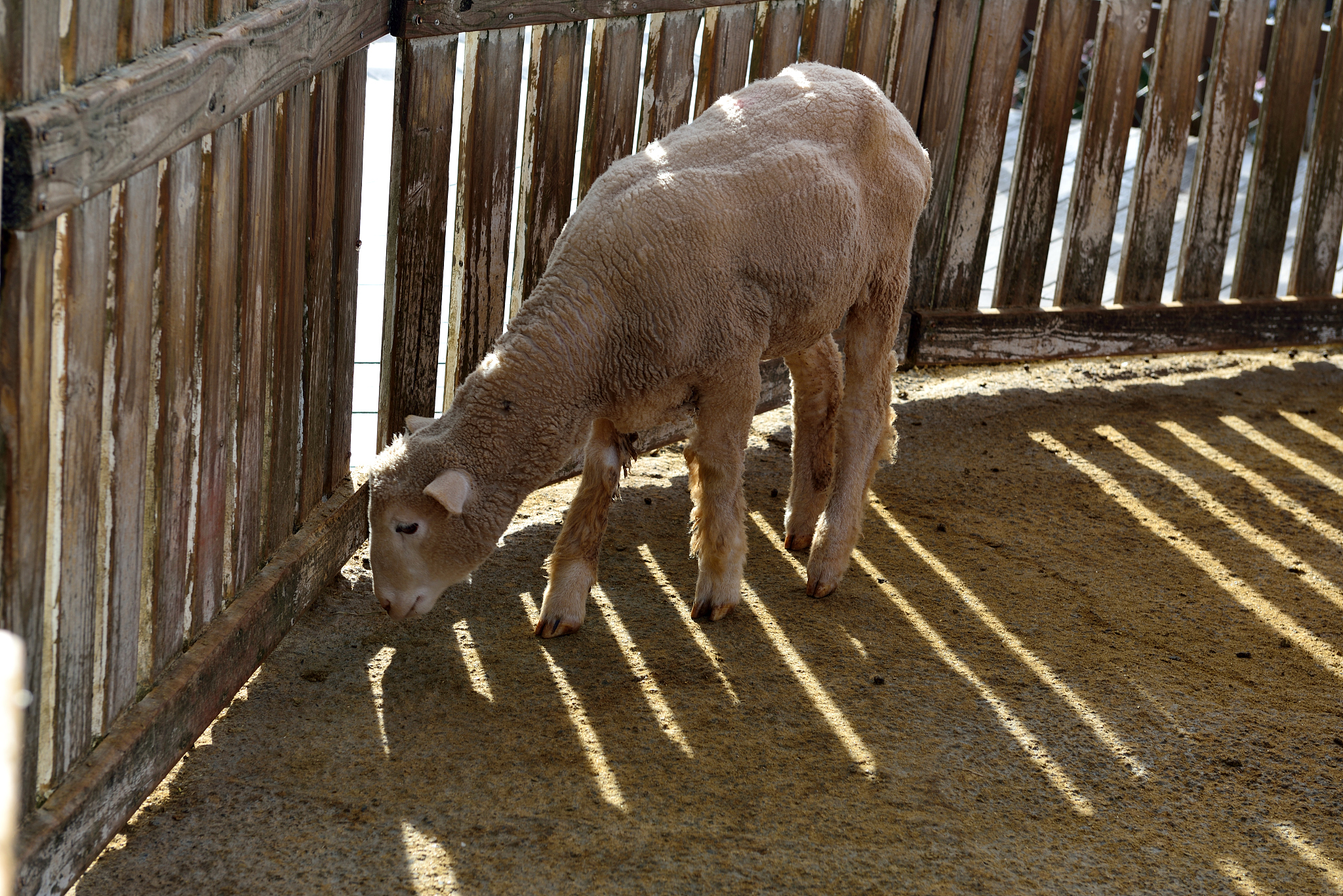 汉译英：绵羊的扫描如图1所示。扫描完成后动物被送到等待区醒来。