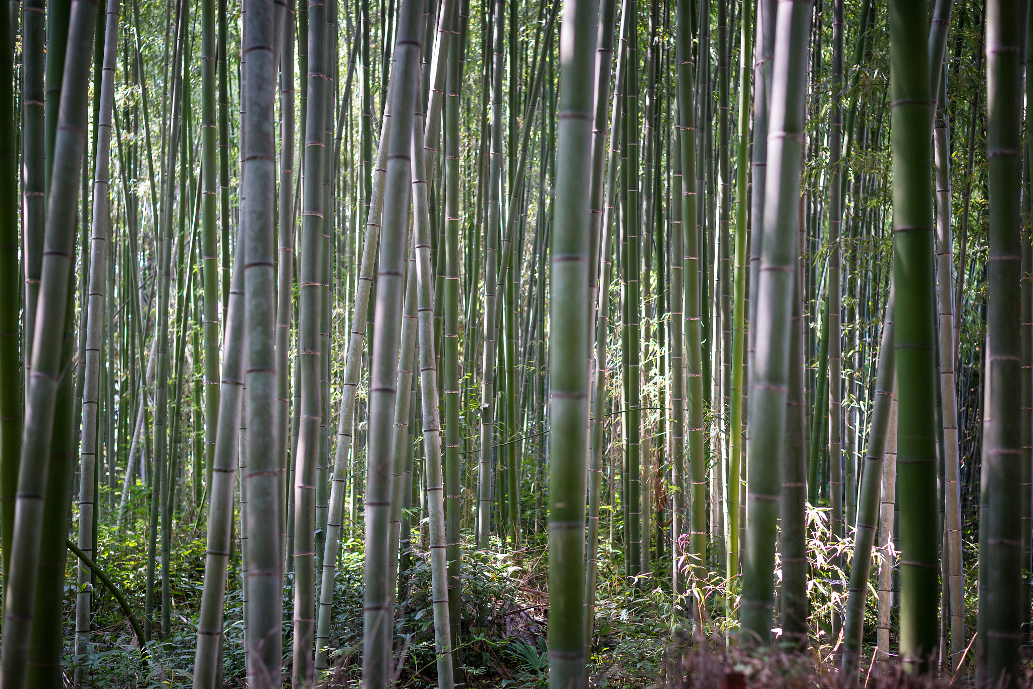 bamboo forest in japan