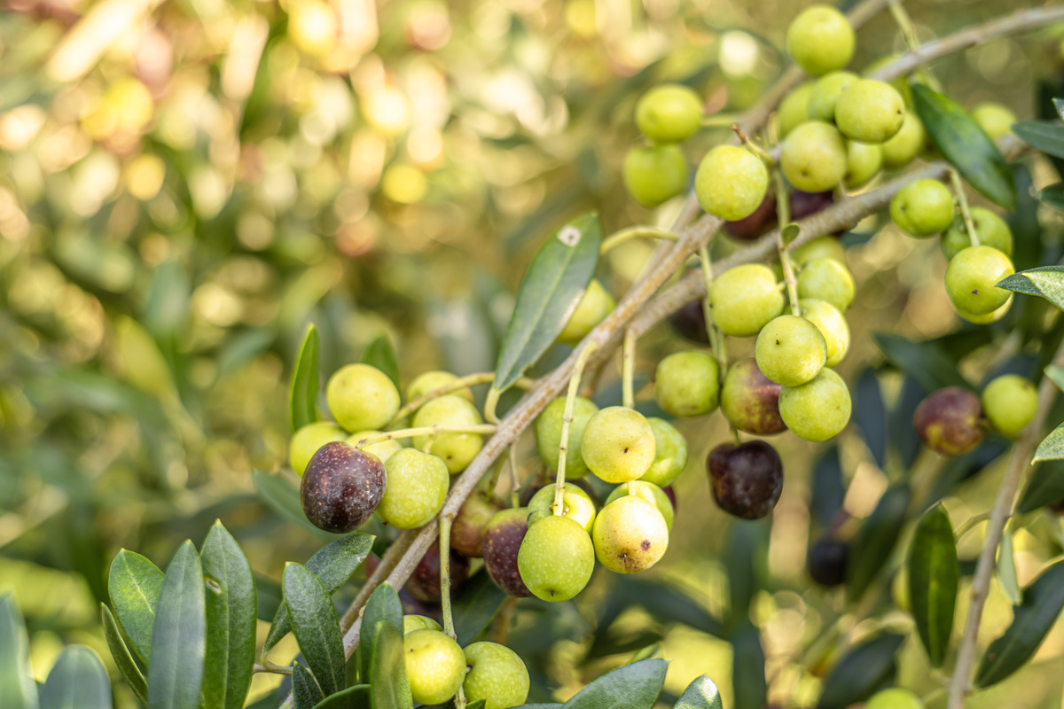 橄榄成熟度研究：选择最佳品种和采摘时机