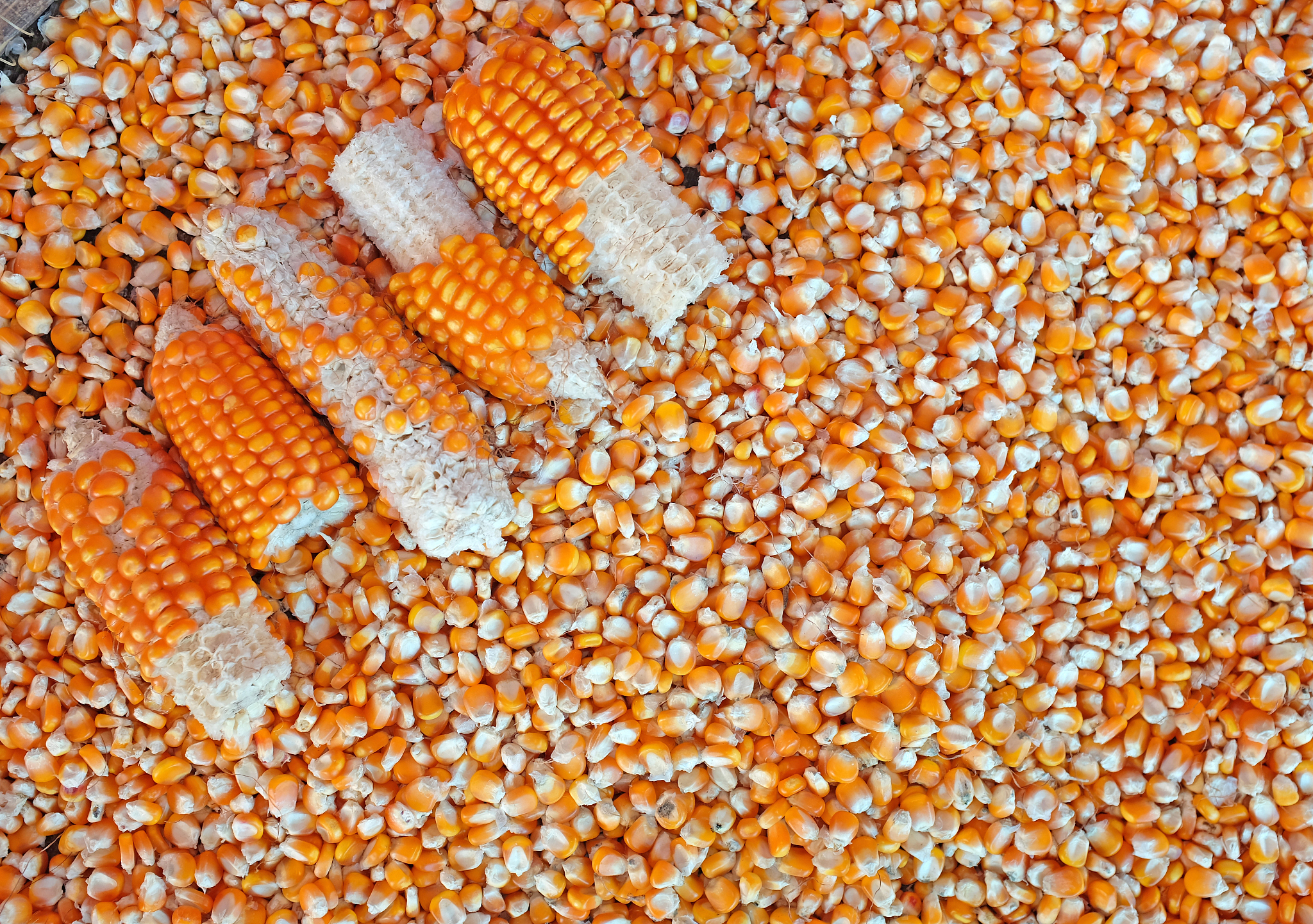 一胺做玉米口肥烧种子不