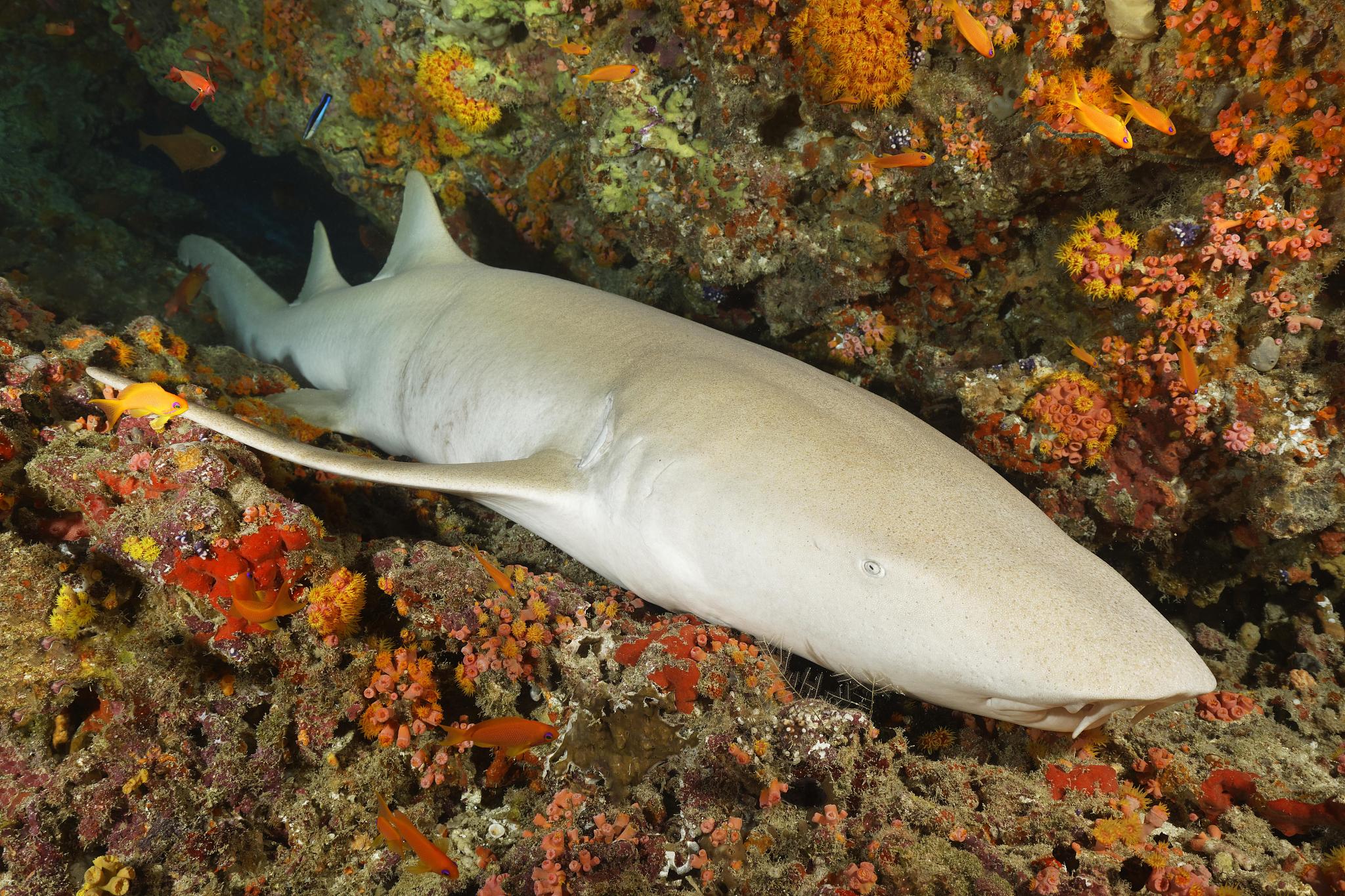 tawny nurse shark (nebrius ferrugineus) sleeps in coral reef, gr