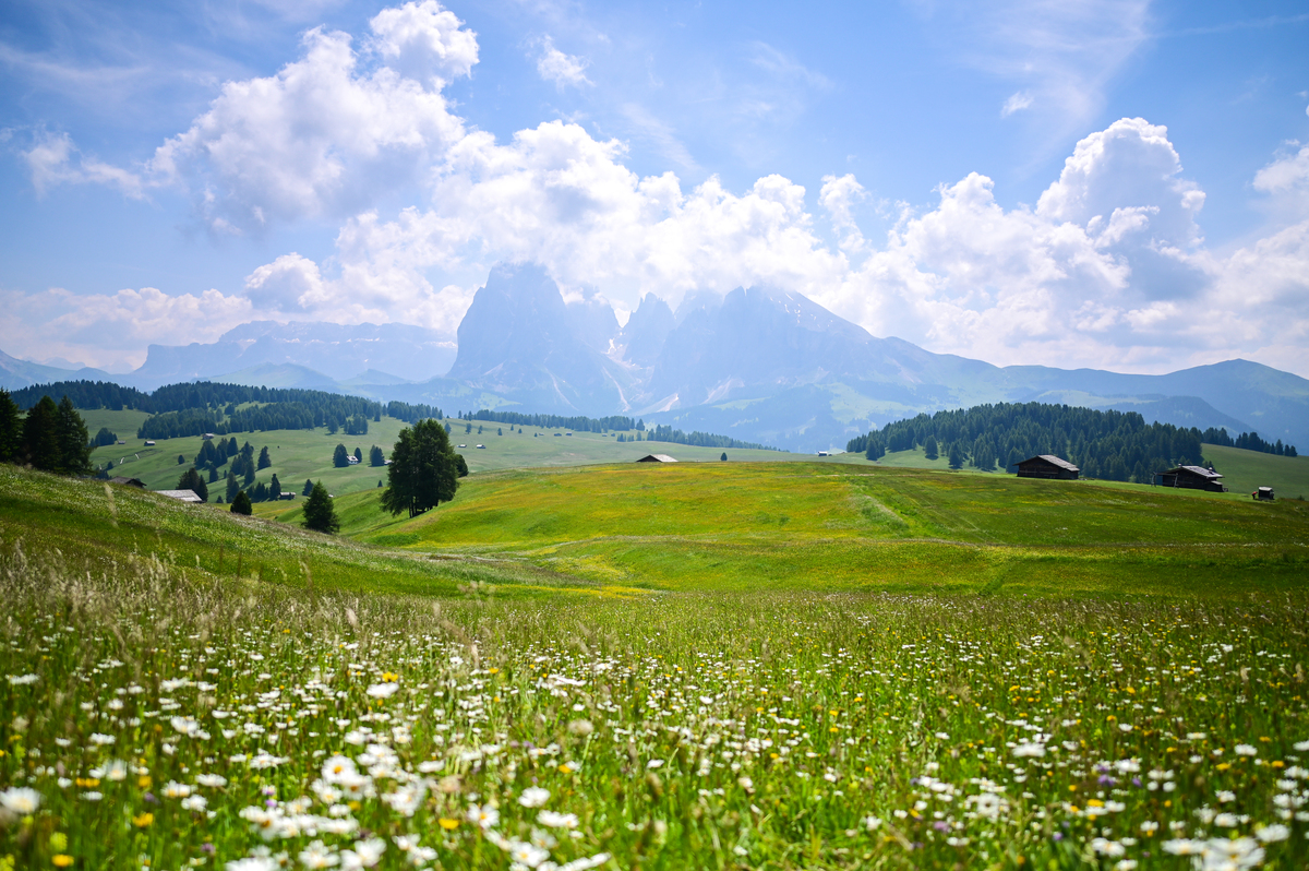 请用100字描述站在金黄的草原上落下一道金黄的阳光远处雪山灰蒙蒙颜色对比强烈景色十分壮观。