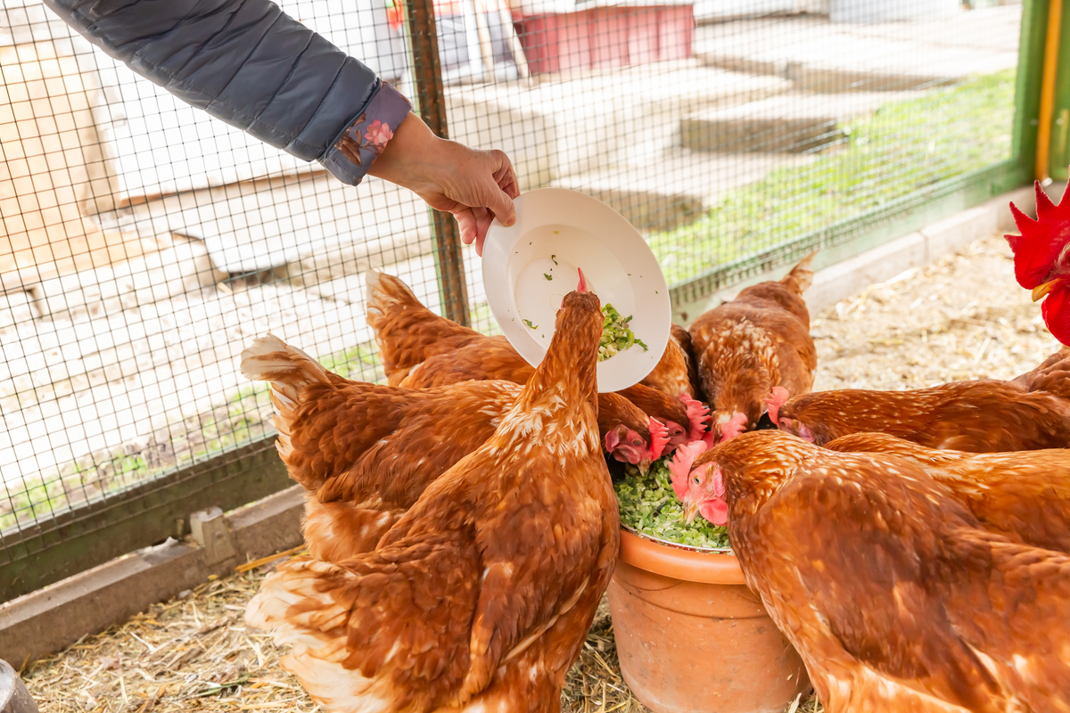 写一份关于农村散养老母鸡的直播间营销话术不少于500字