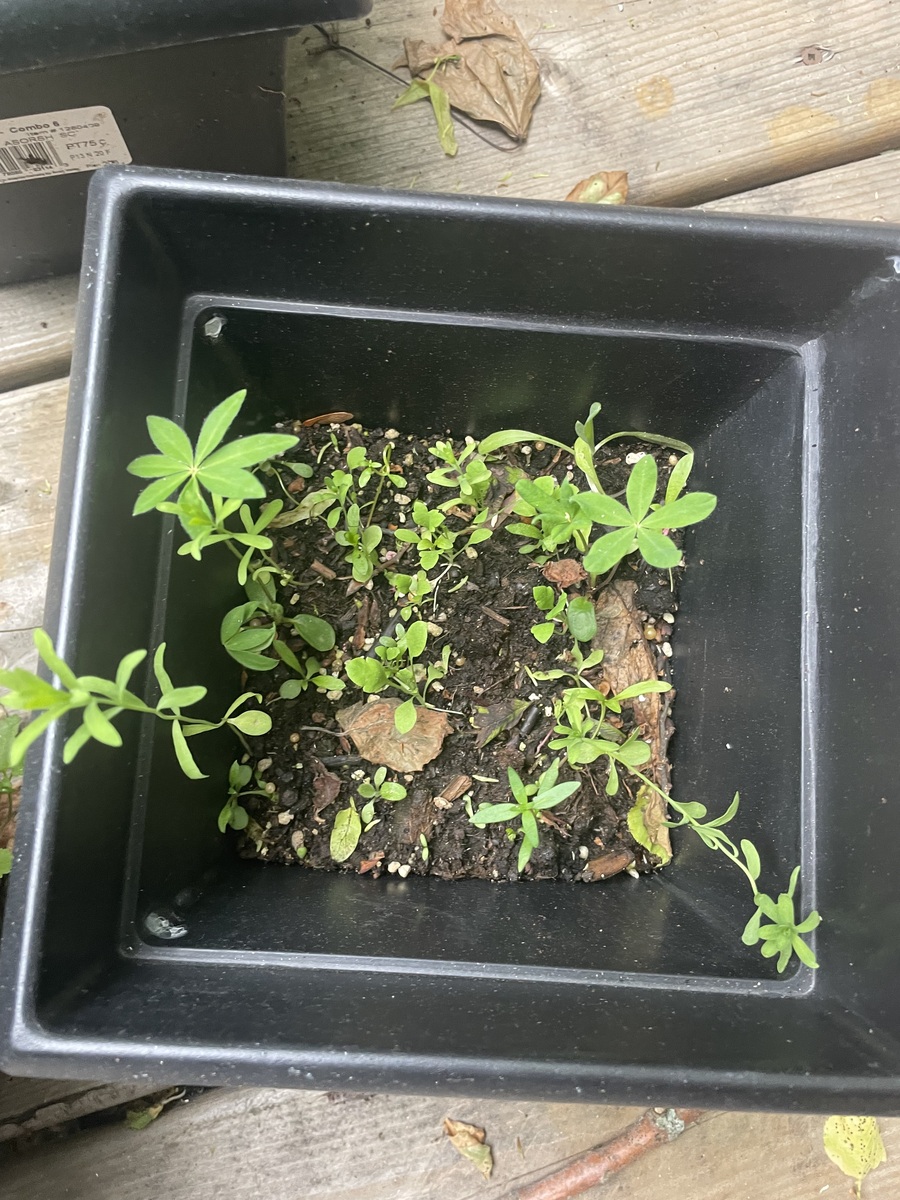 太阳花发芽后的养护