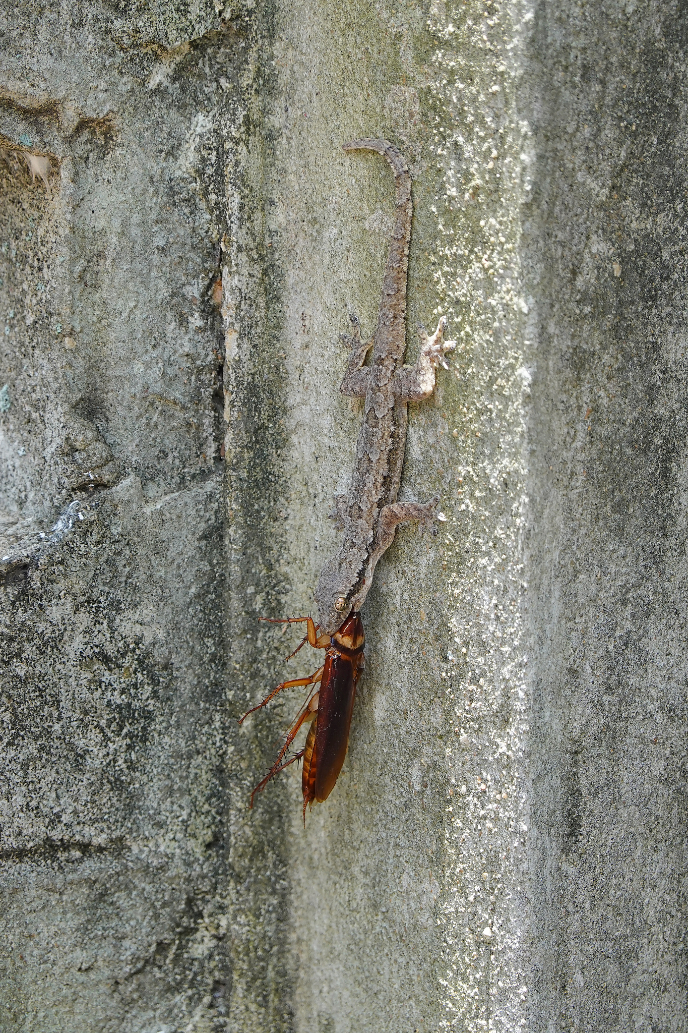 lizard eating a cockroach on the wall