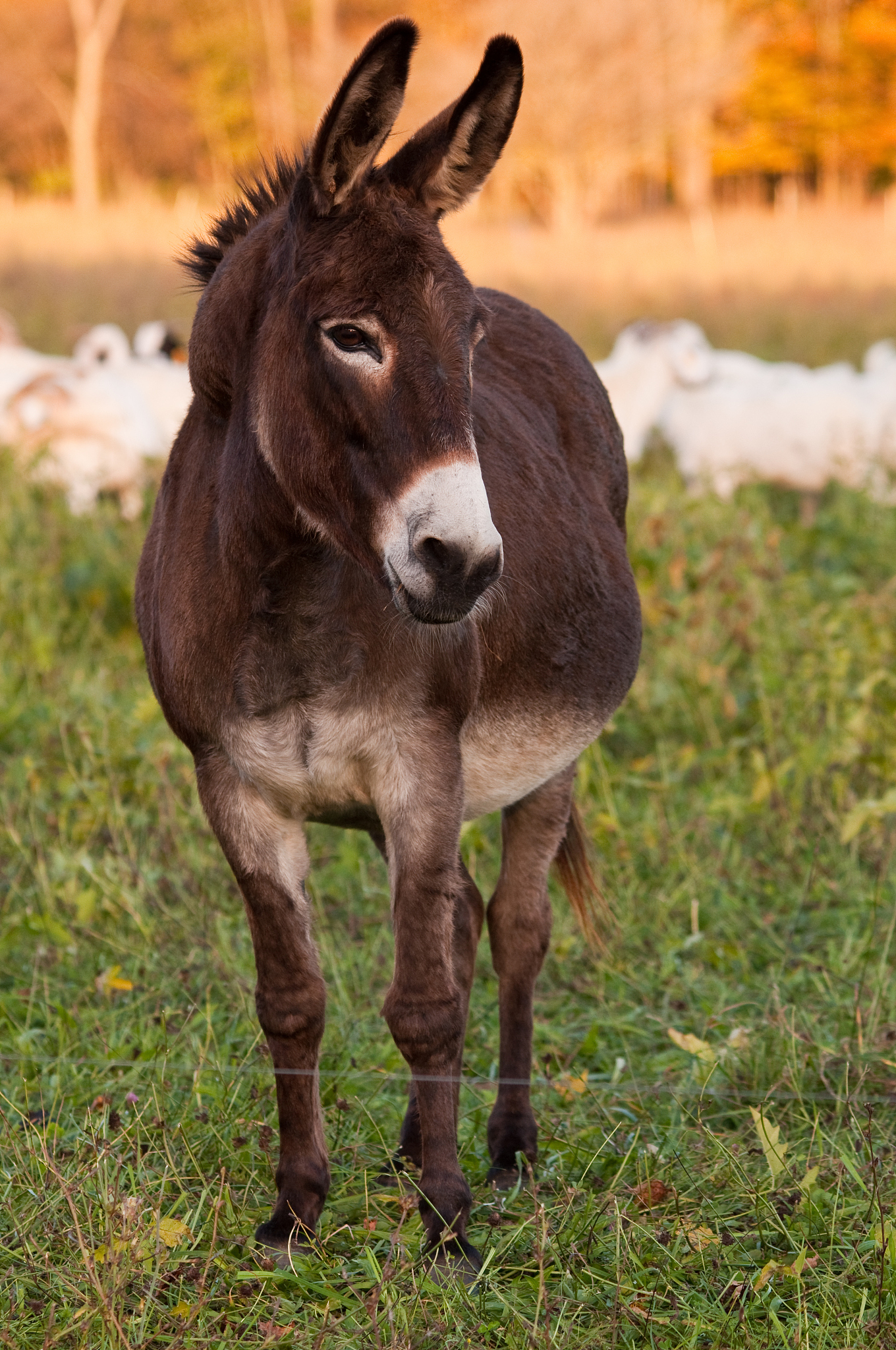 donkey in a field