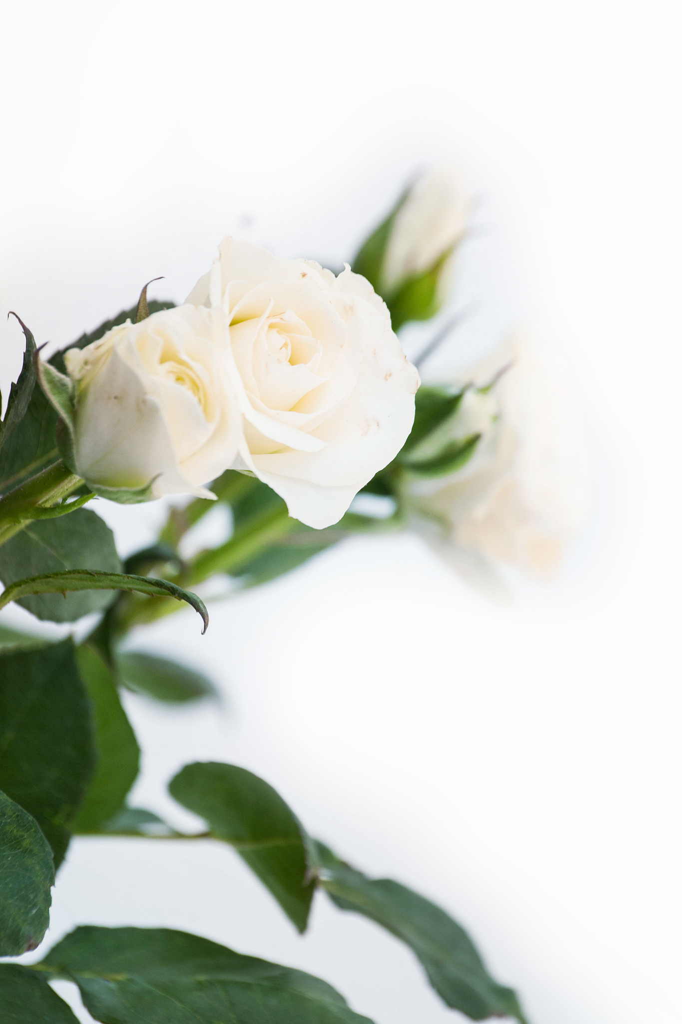 白玫瑰送谁最合适？表达爱意、感激和尊重的最佳选择