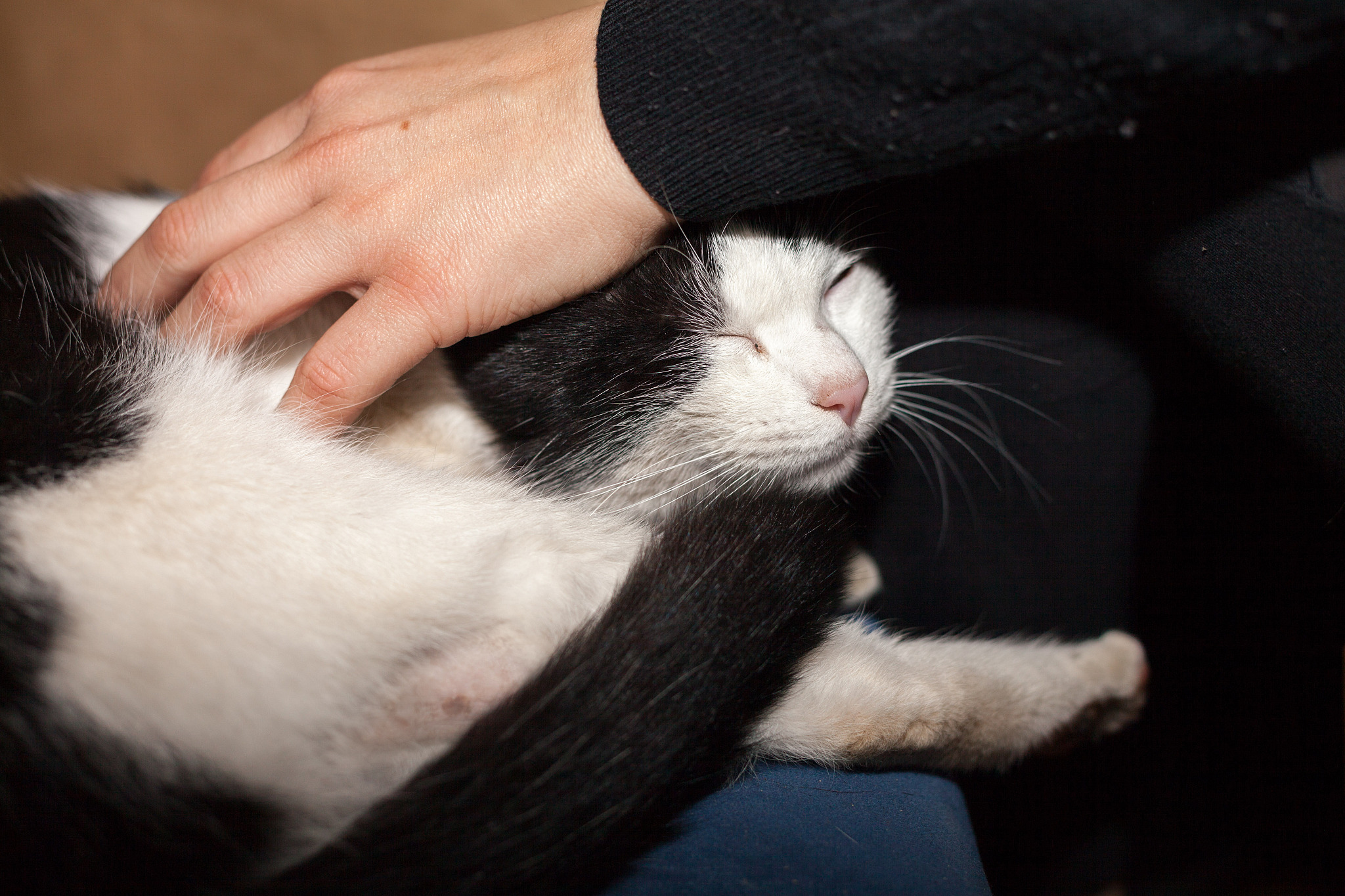 stroking a cat