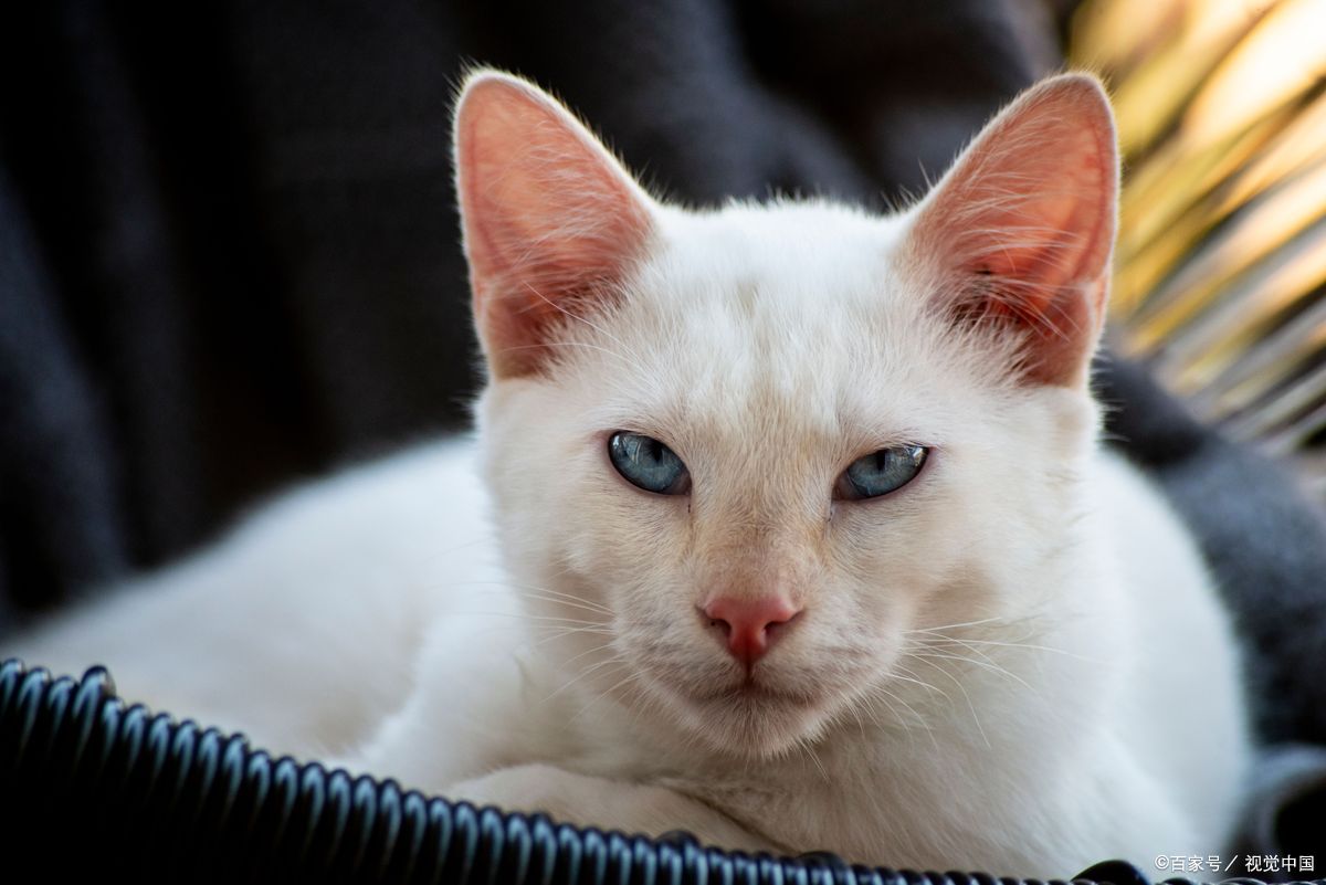 猫咪难产是什么症状