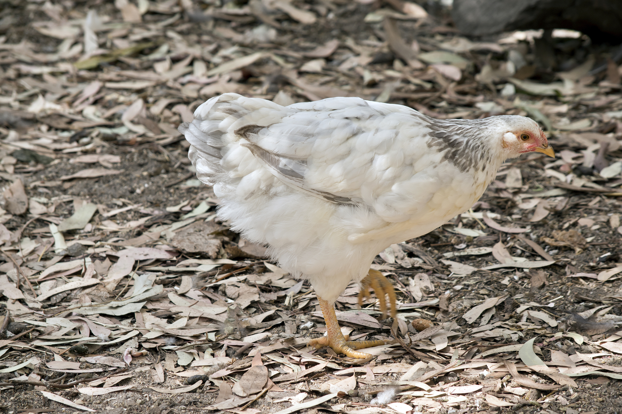 chicken