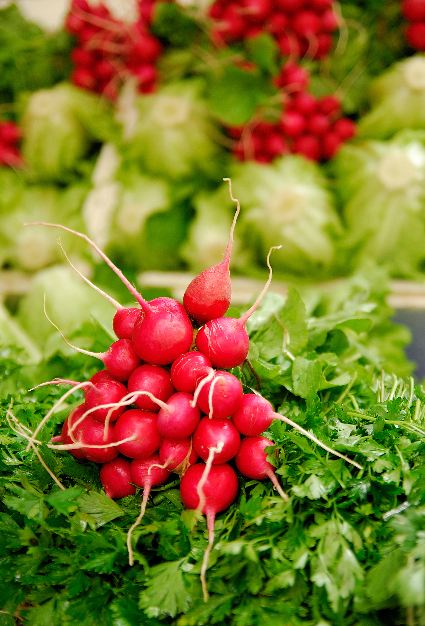 radish