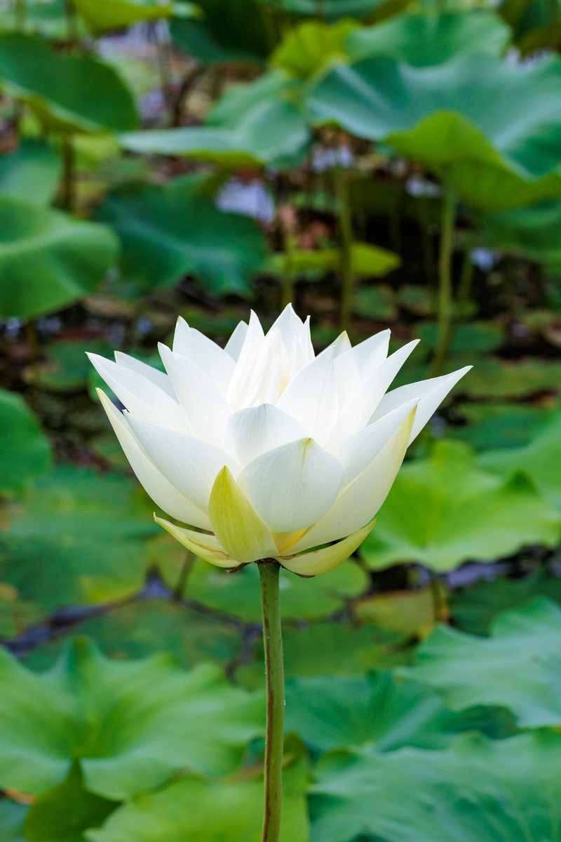 出淤泥而不染，濯清涟而不妖：品行高尚的典范