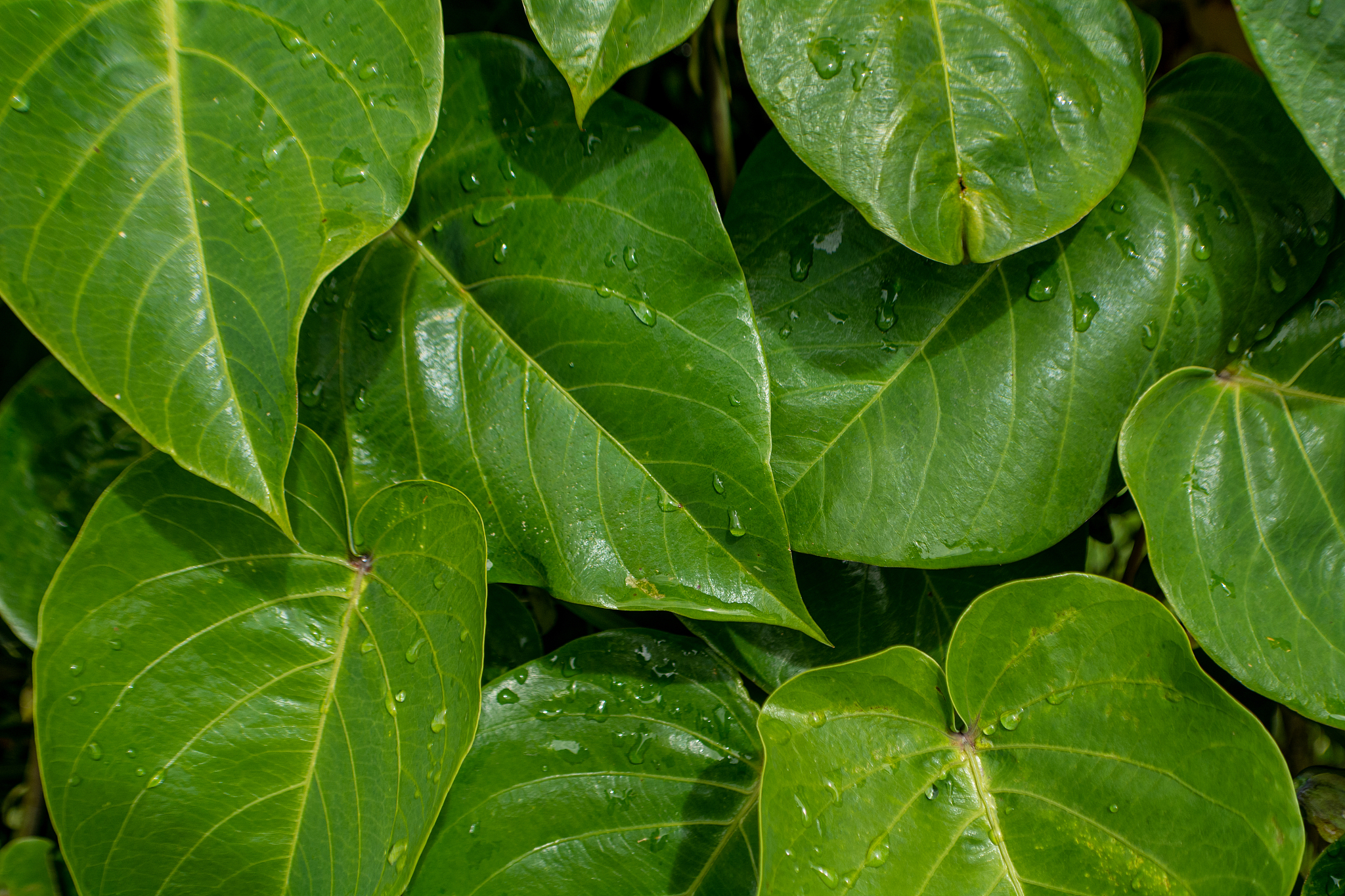 natural green textures for wallpaper