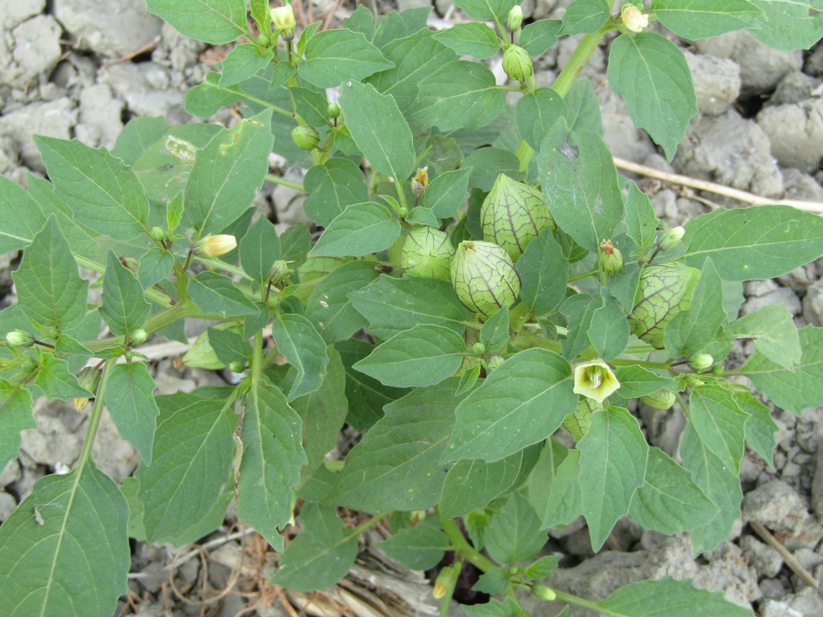 无花果叶子功效与作用：降压、降脂、治痔疮？