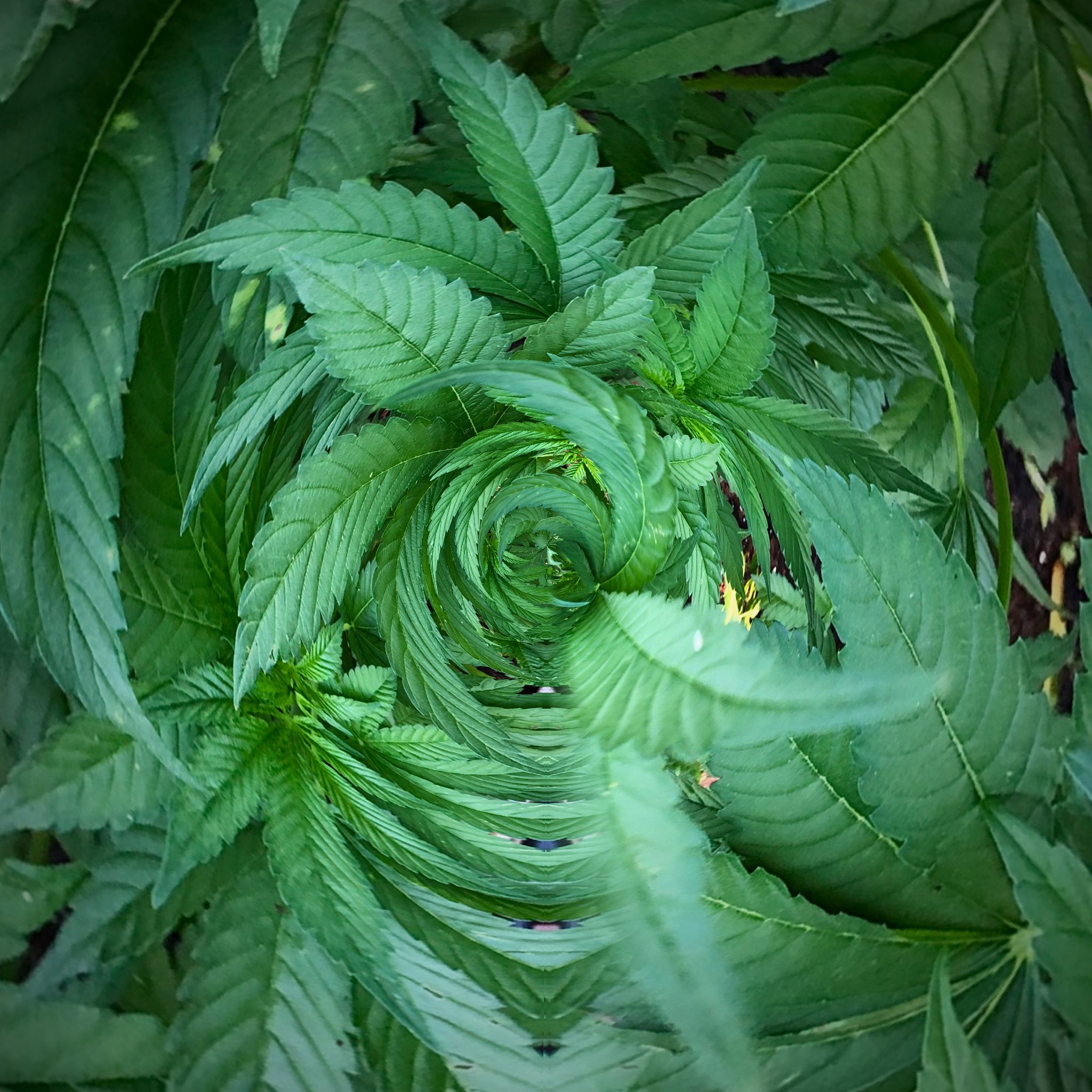 《Chinese Journal of Natural Medicines》期刊推荐: 自然药物研究权威平台